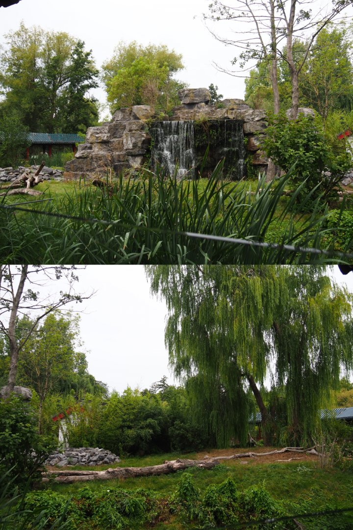 Japanese macaque exhibit, 2020-09-03