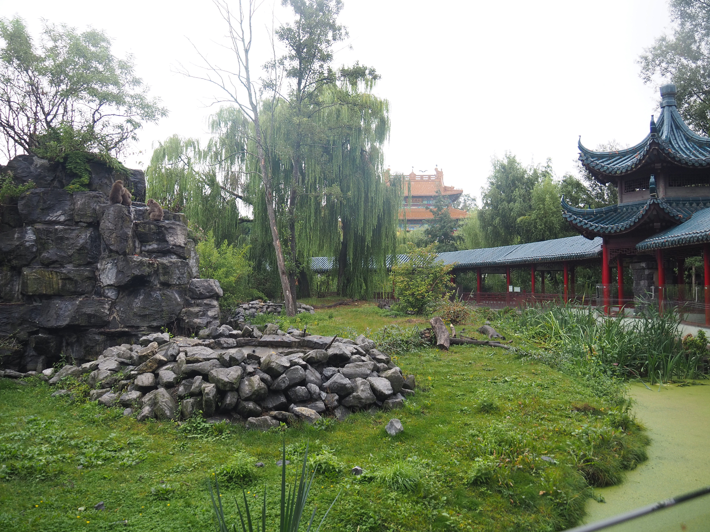 Japanese macaque exhibit, 2022-09-14