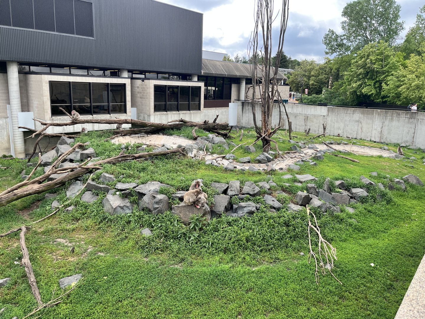 Japanese Macaque Exhibit Along the Ramp