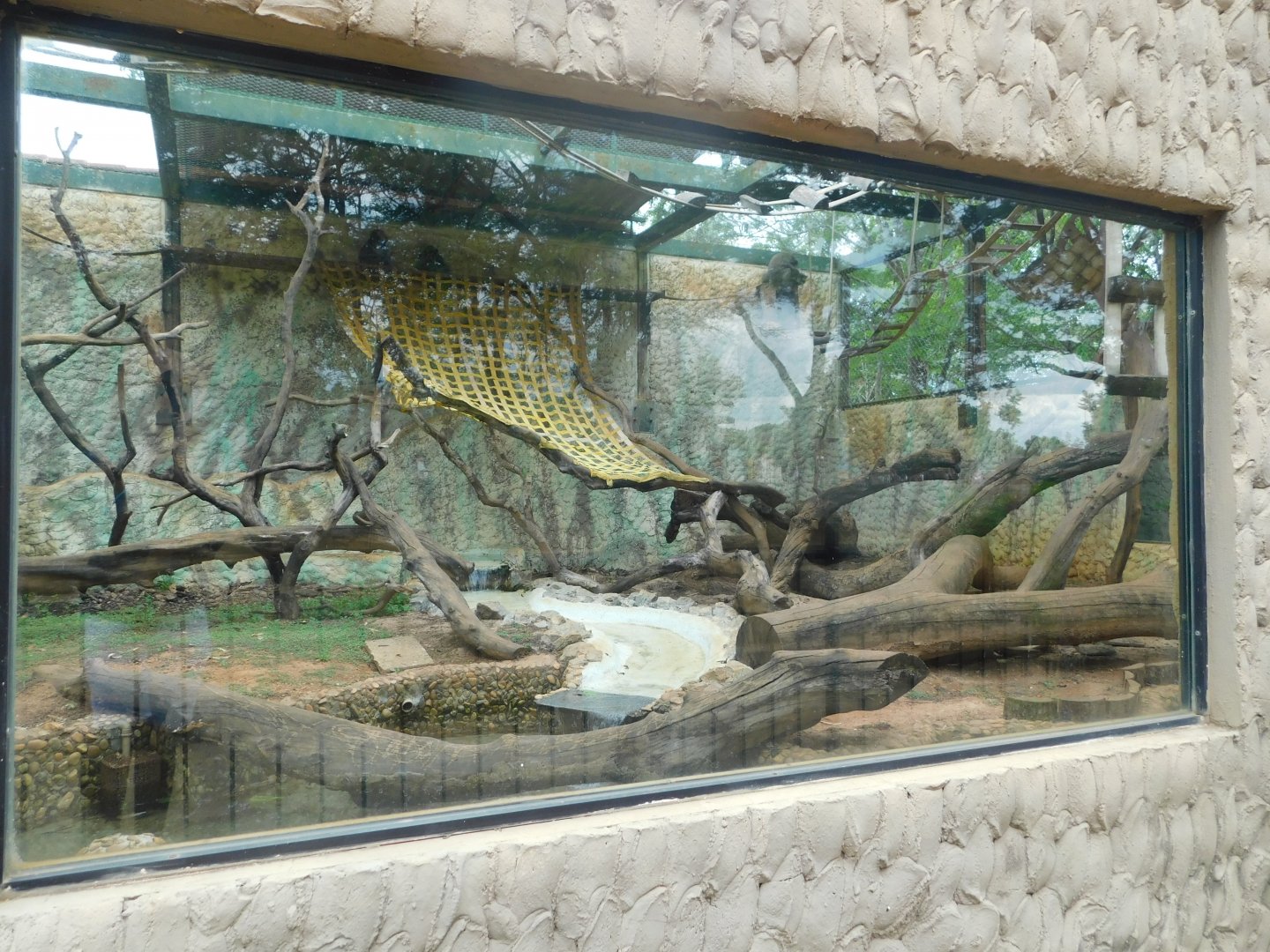 Japanese-macaque exhibit - Brasilia zoo