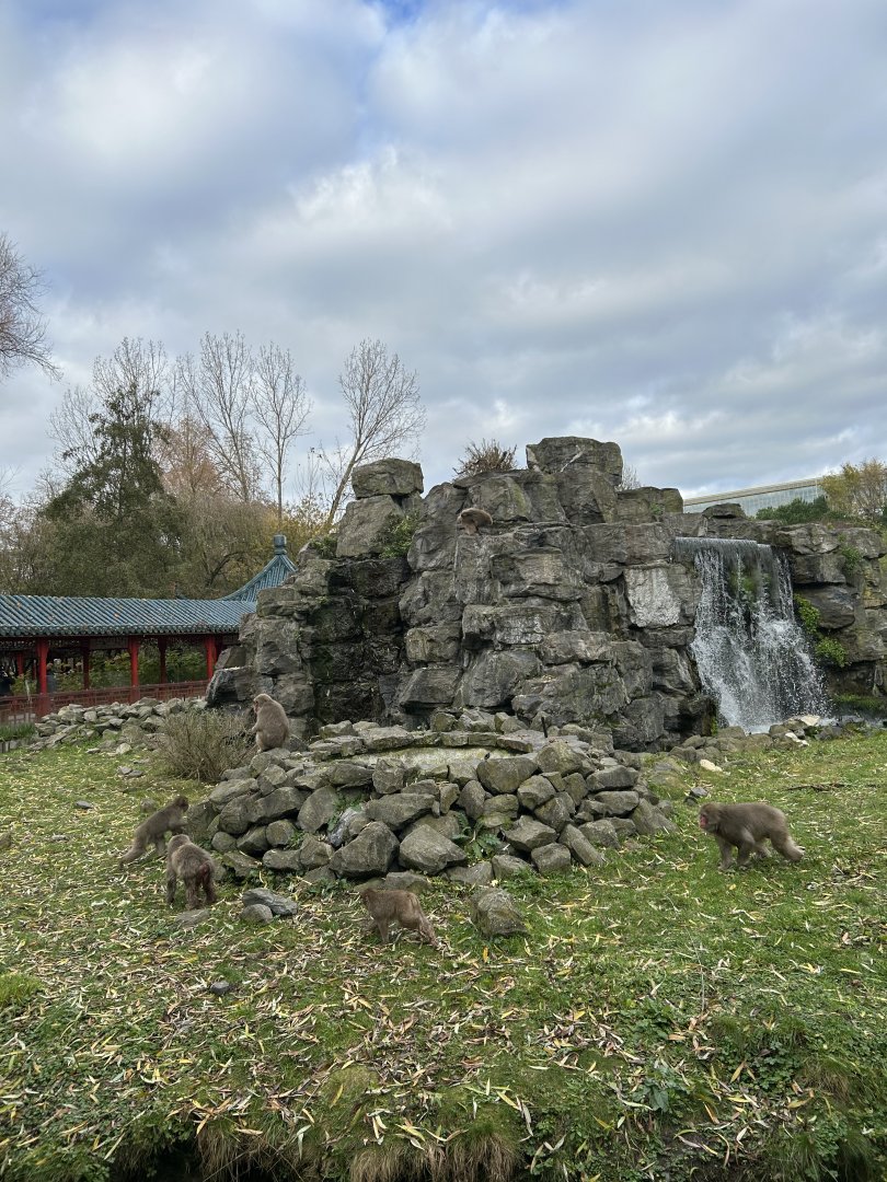Japanese macaque exhibit in the Middle Kingdom