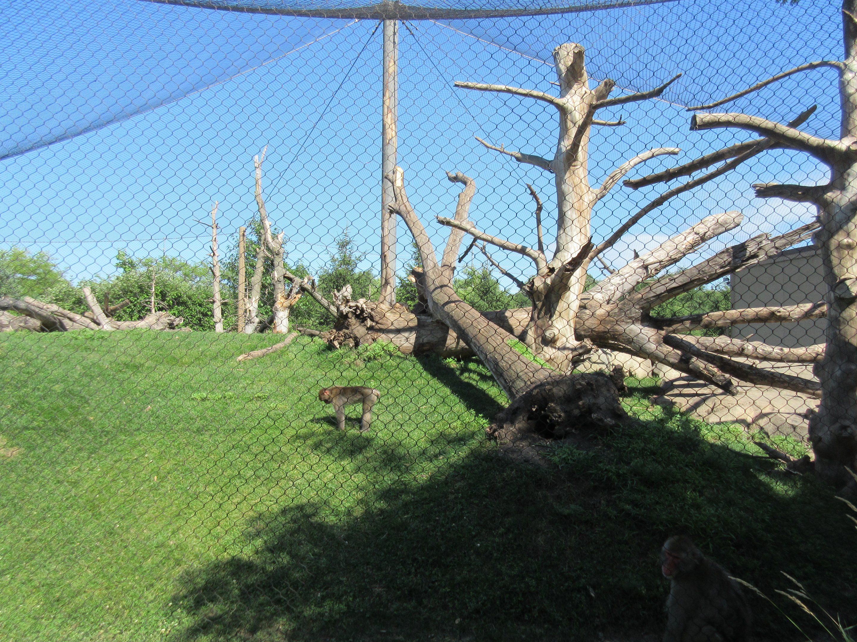 Japanese Macaque Exhibit (New in 2013)