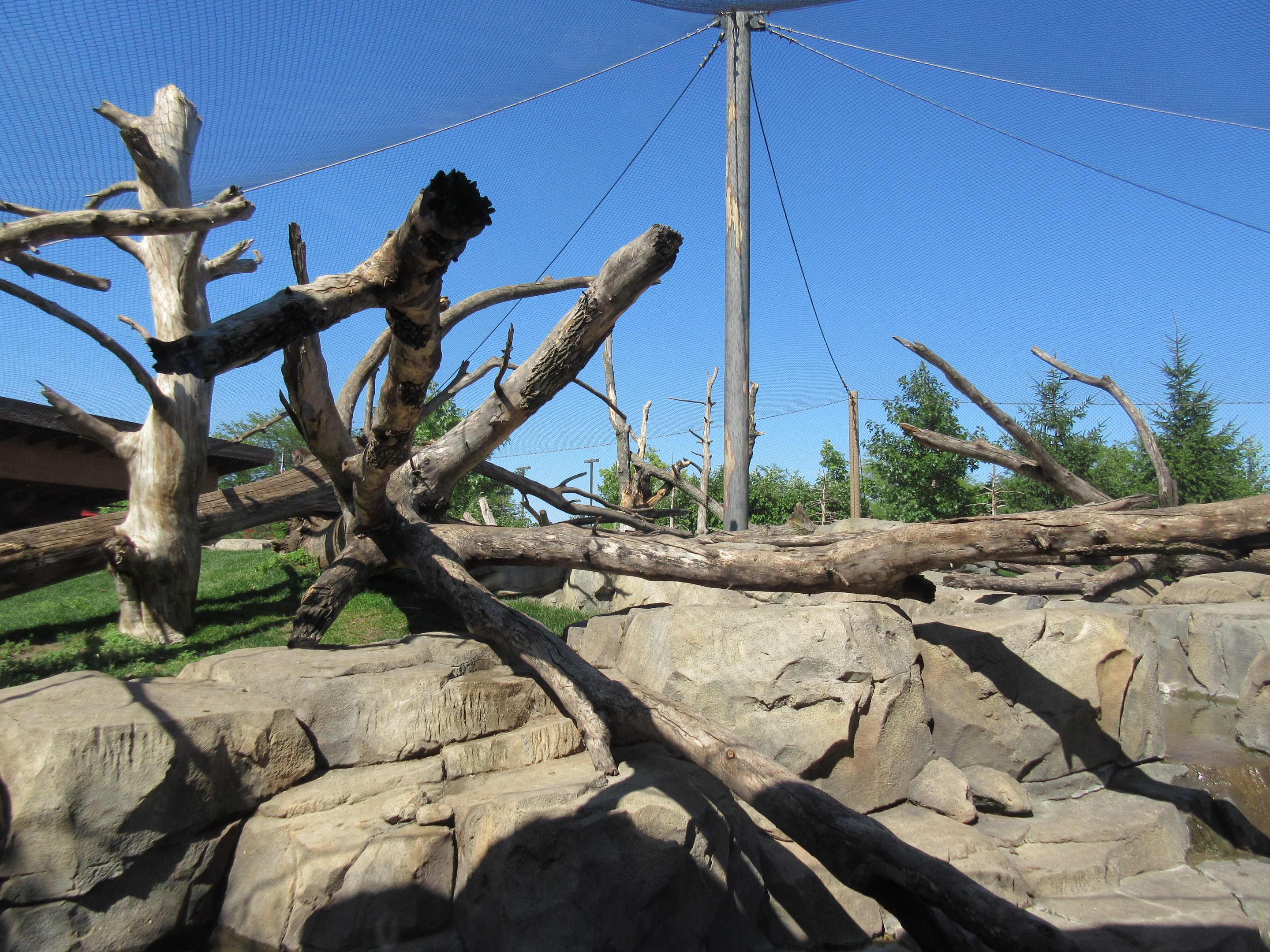 Japanese Macaque Exhibit (New in 2013)