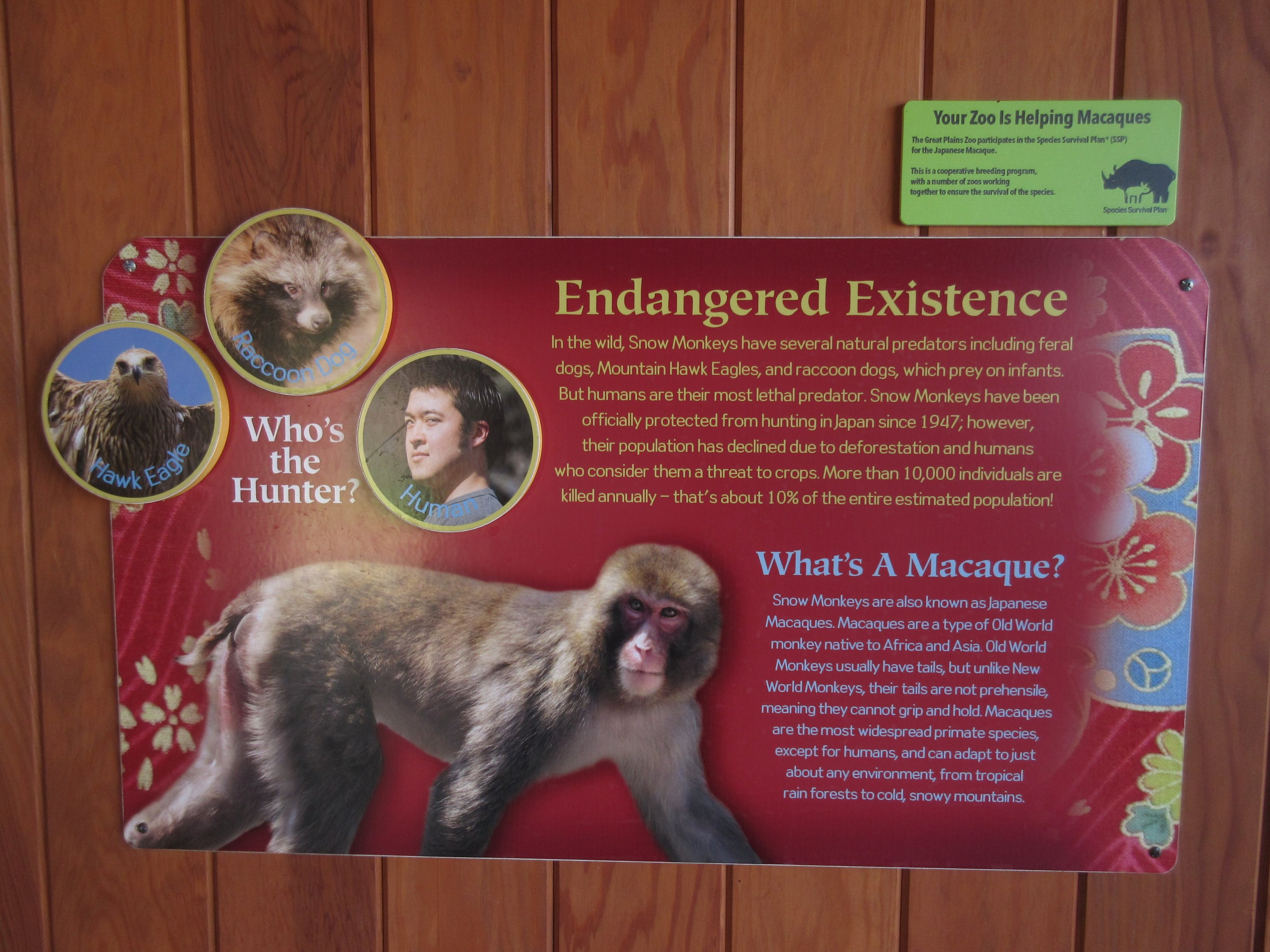 Japanese Macaque Exhibit (New in 2013)