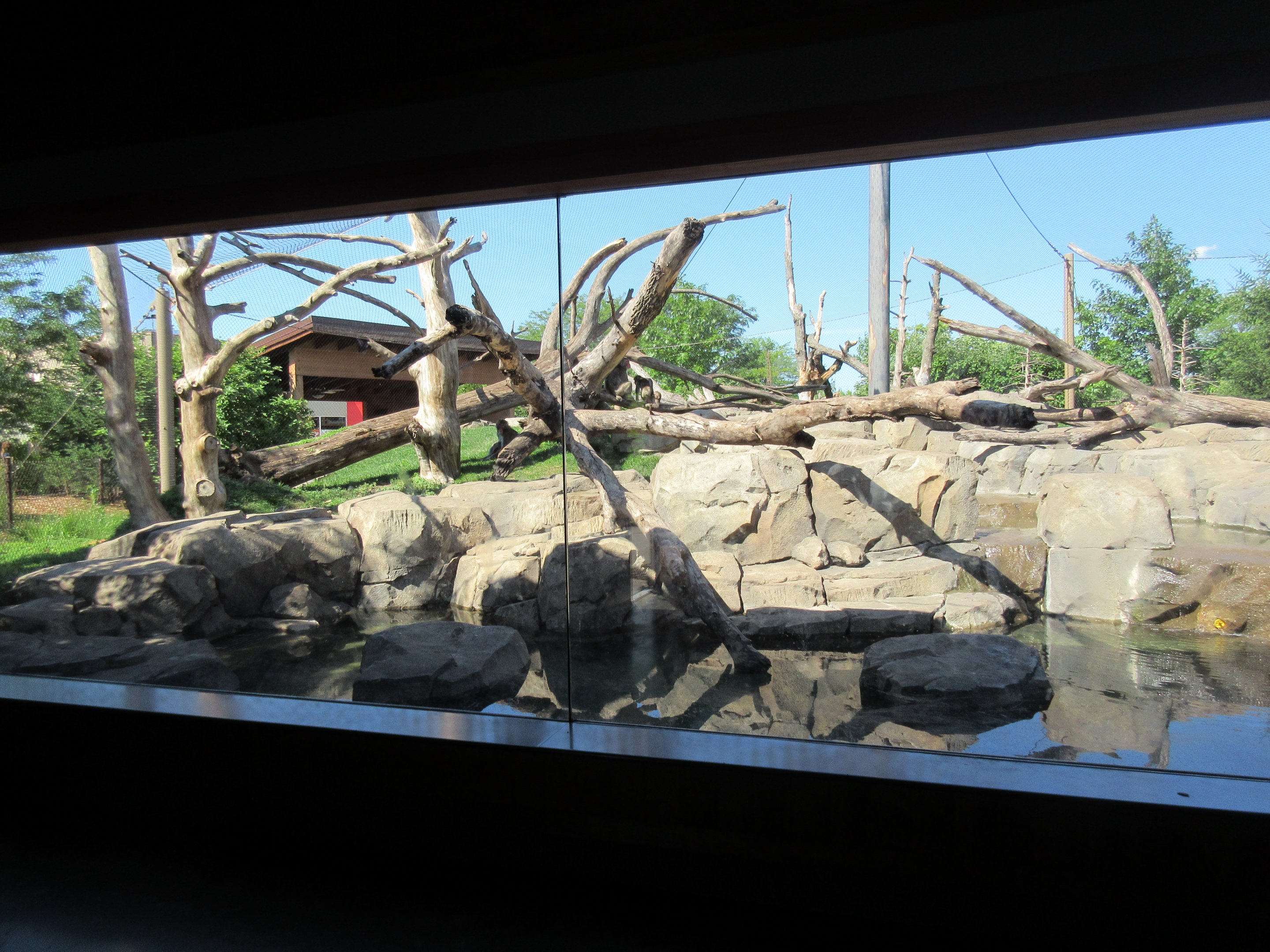 Japanese Macaque Exhibit (New in 2013)