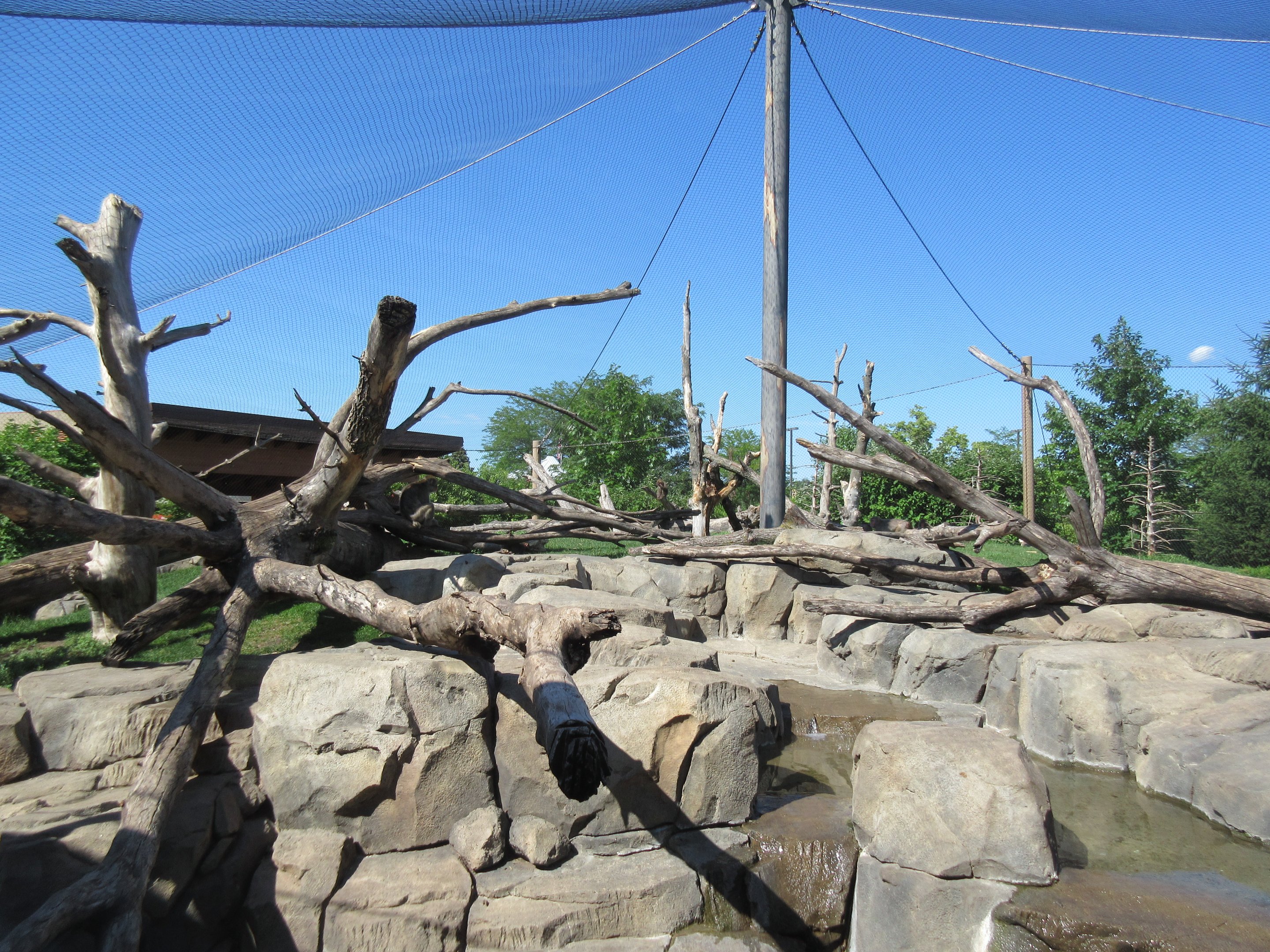 Japanese Macaque Exhibit (New in 2013)