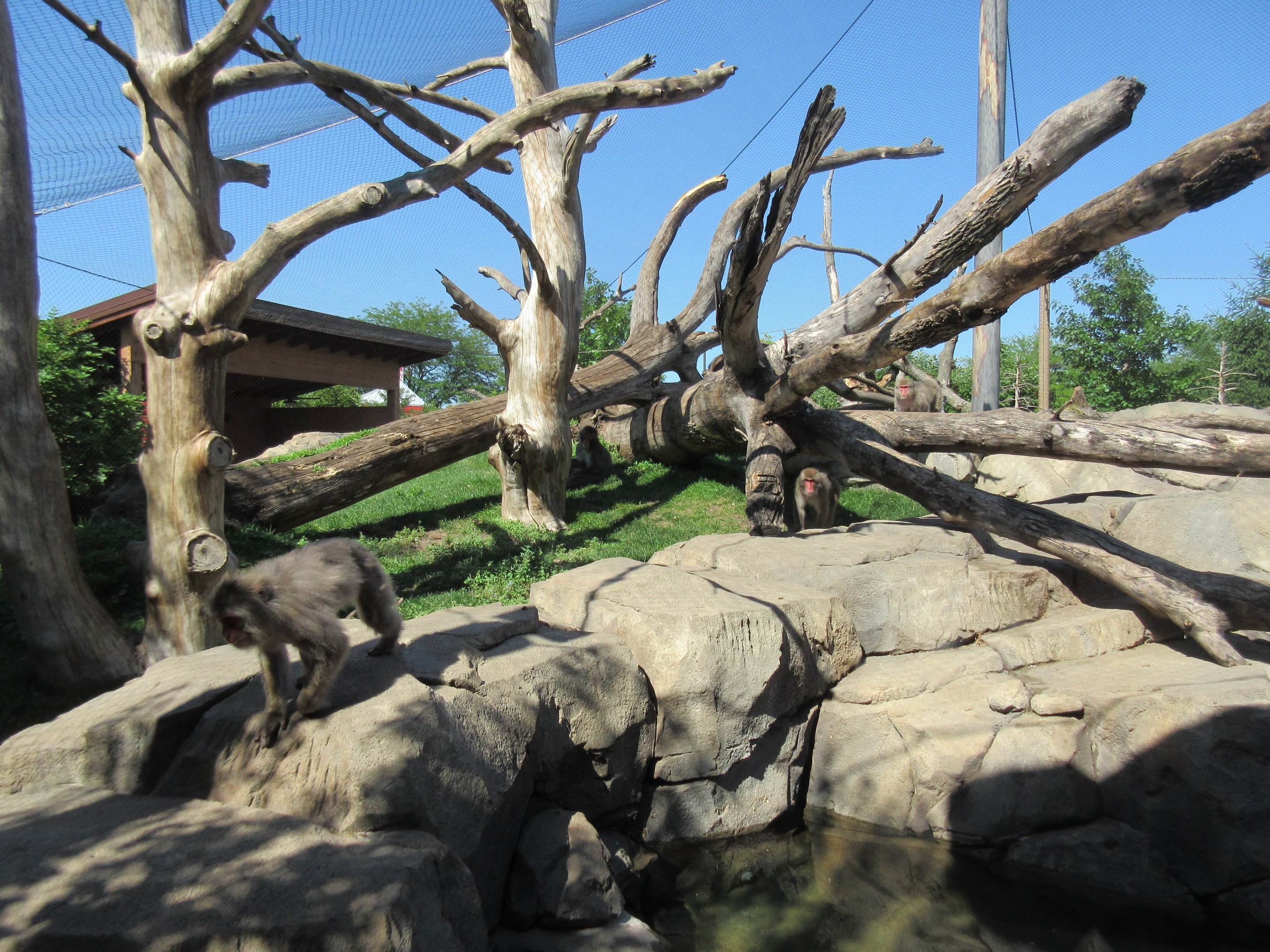 Japanese Macaque Exhibit (New in 2013)