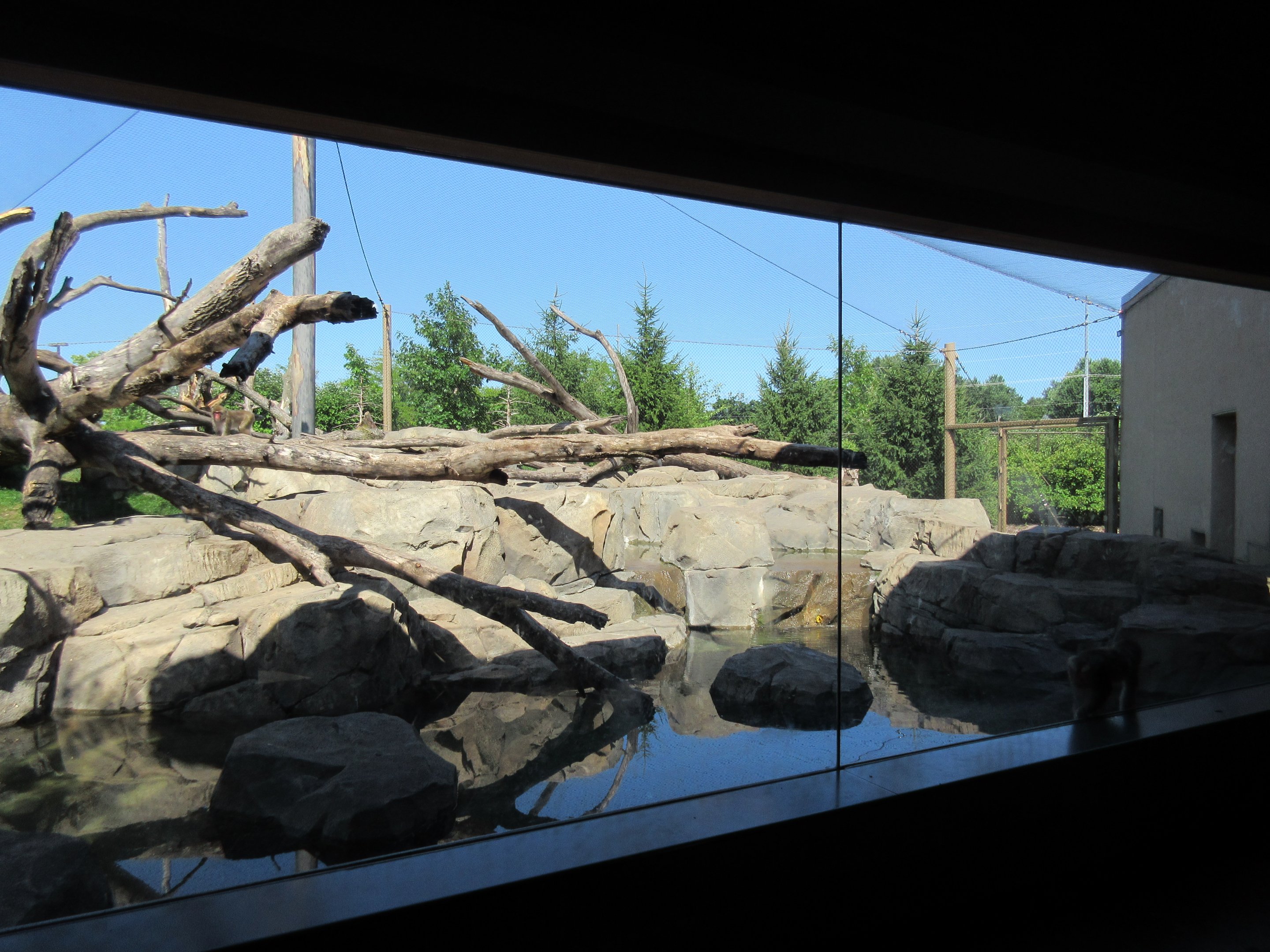 Japanese Macaque Exhibit (New in 2013)