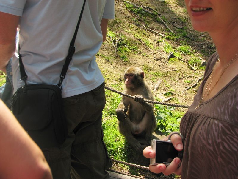 Japanese macaque exhibit