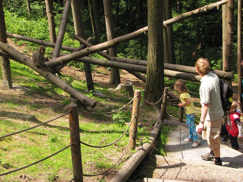 Japanese macaque exhibit