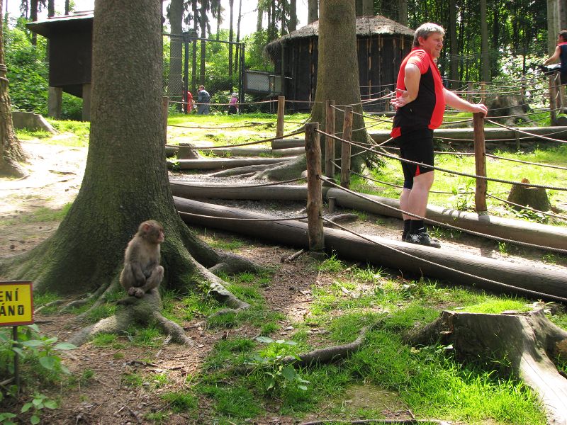 Japanese macaque exhibit