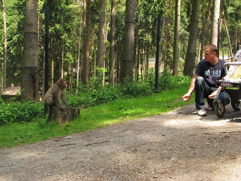 Japanese macaque exhibit