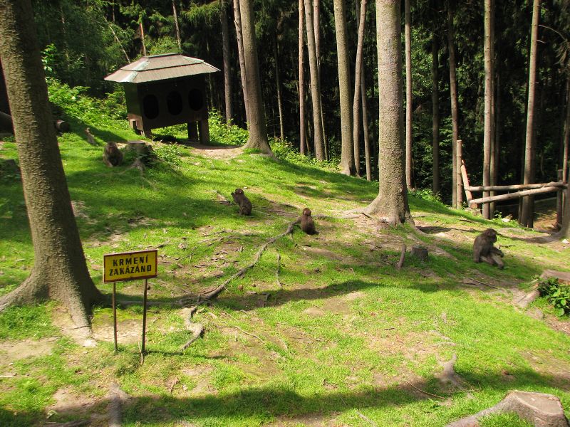 Japanese macaque exhibit