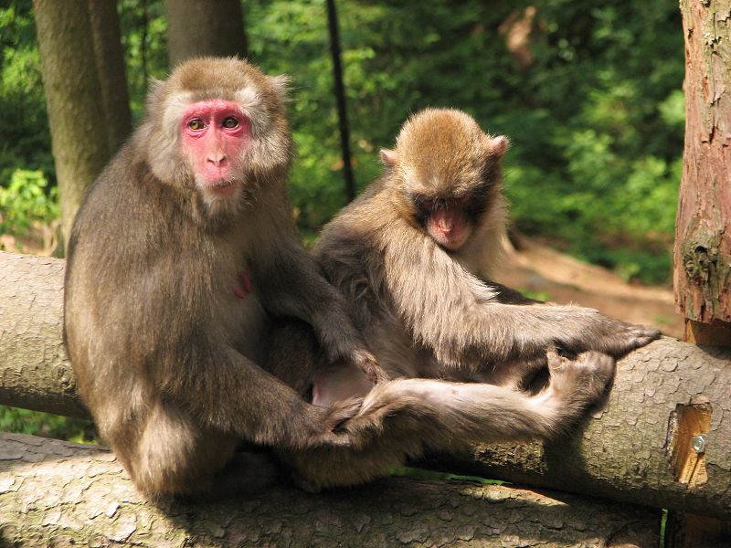 Japanese macaque exhibit