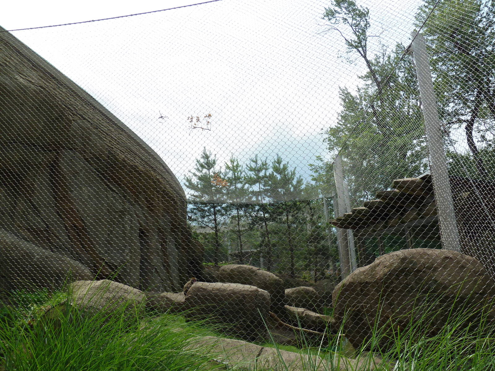 Japanese Macaque Exhibit