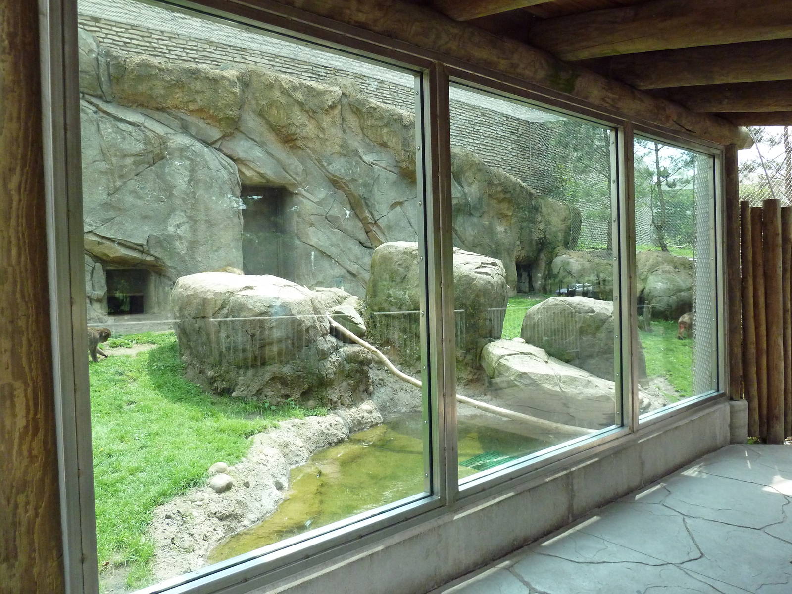Japanese Macaque Exhibit