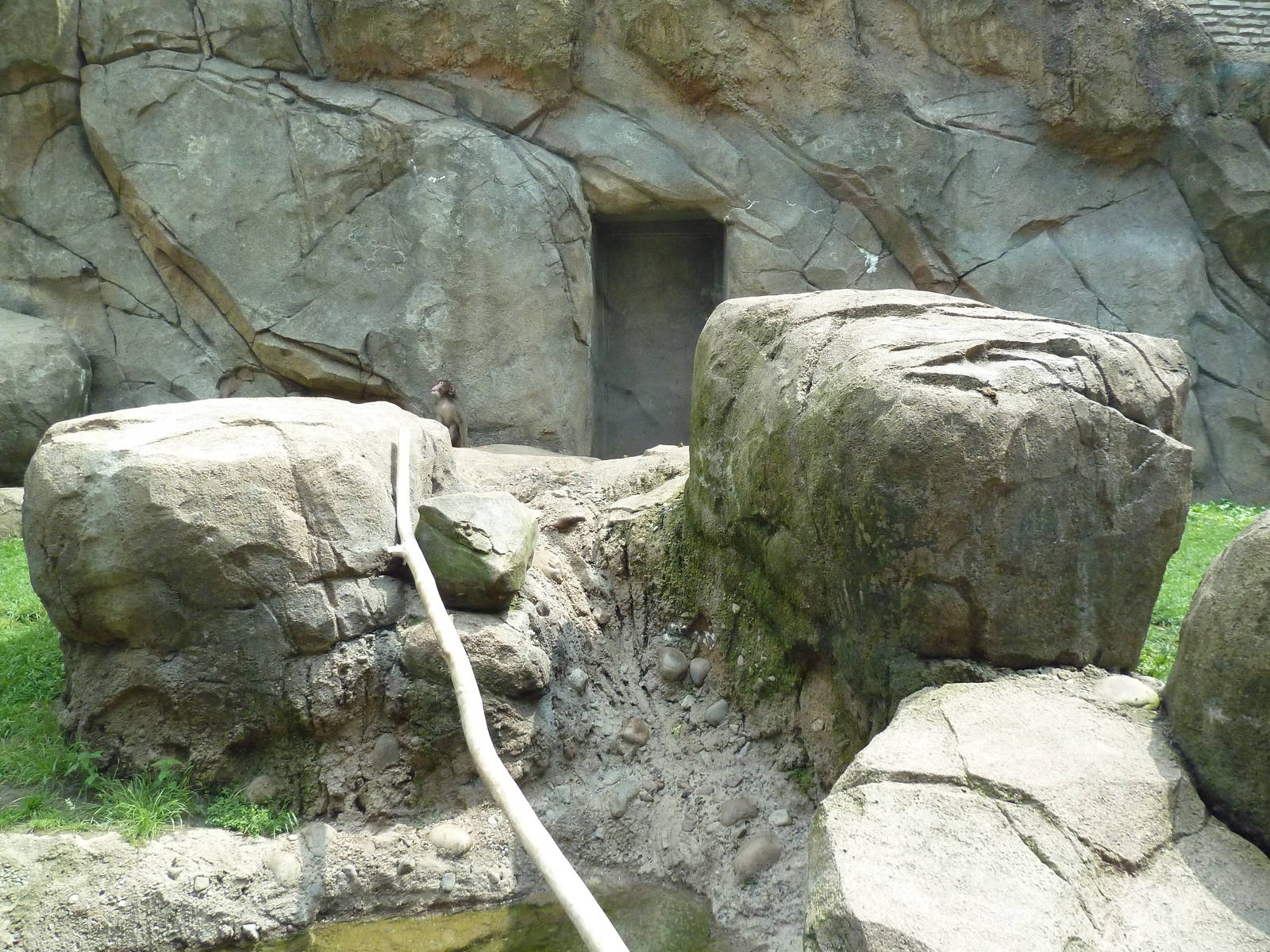 Japanese Macaque Exhibit