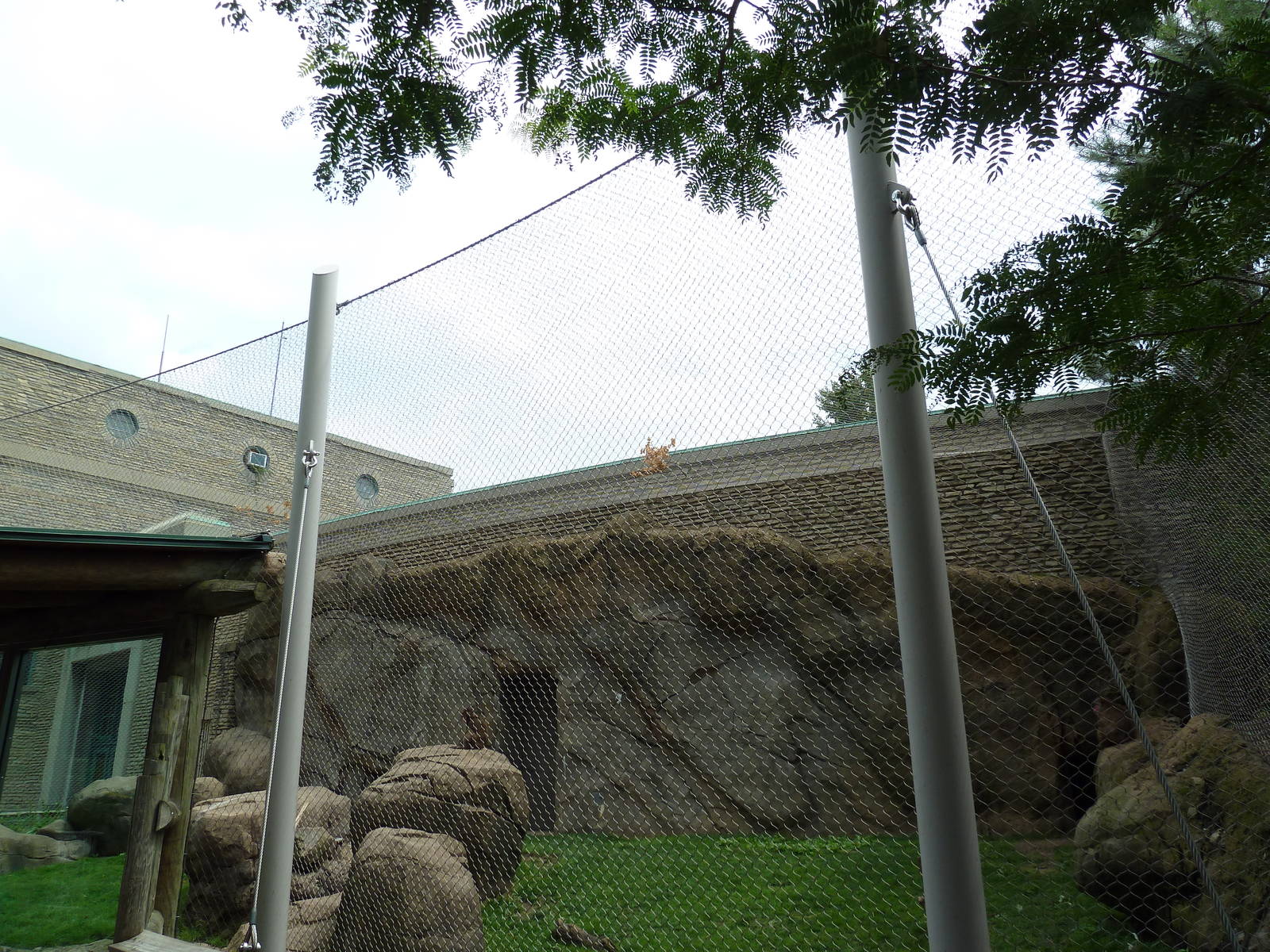 Japanese Macaque Exhibit