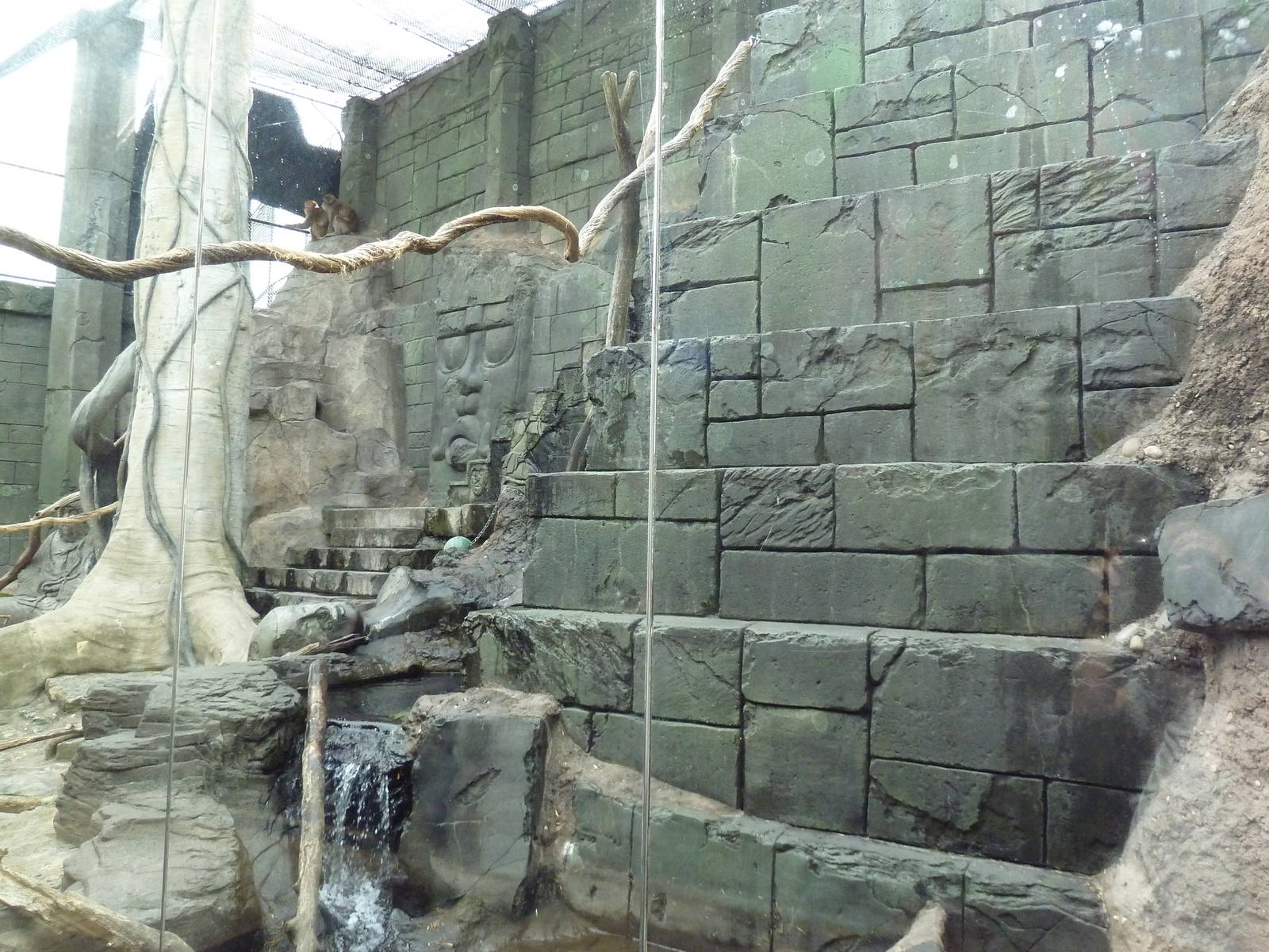 Japanese Macaque Exhibit