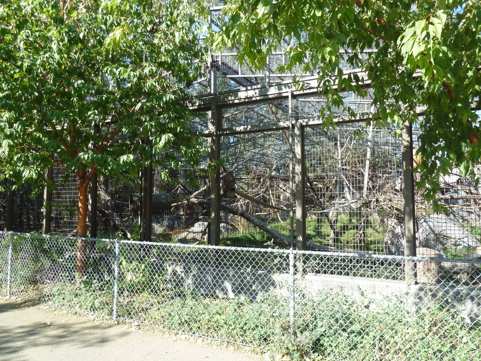 Japanese Macaque Exhibit