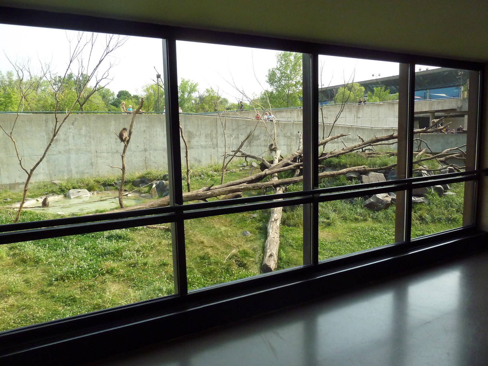 Japanese Macaque Exhibit