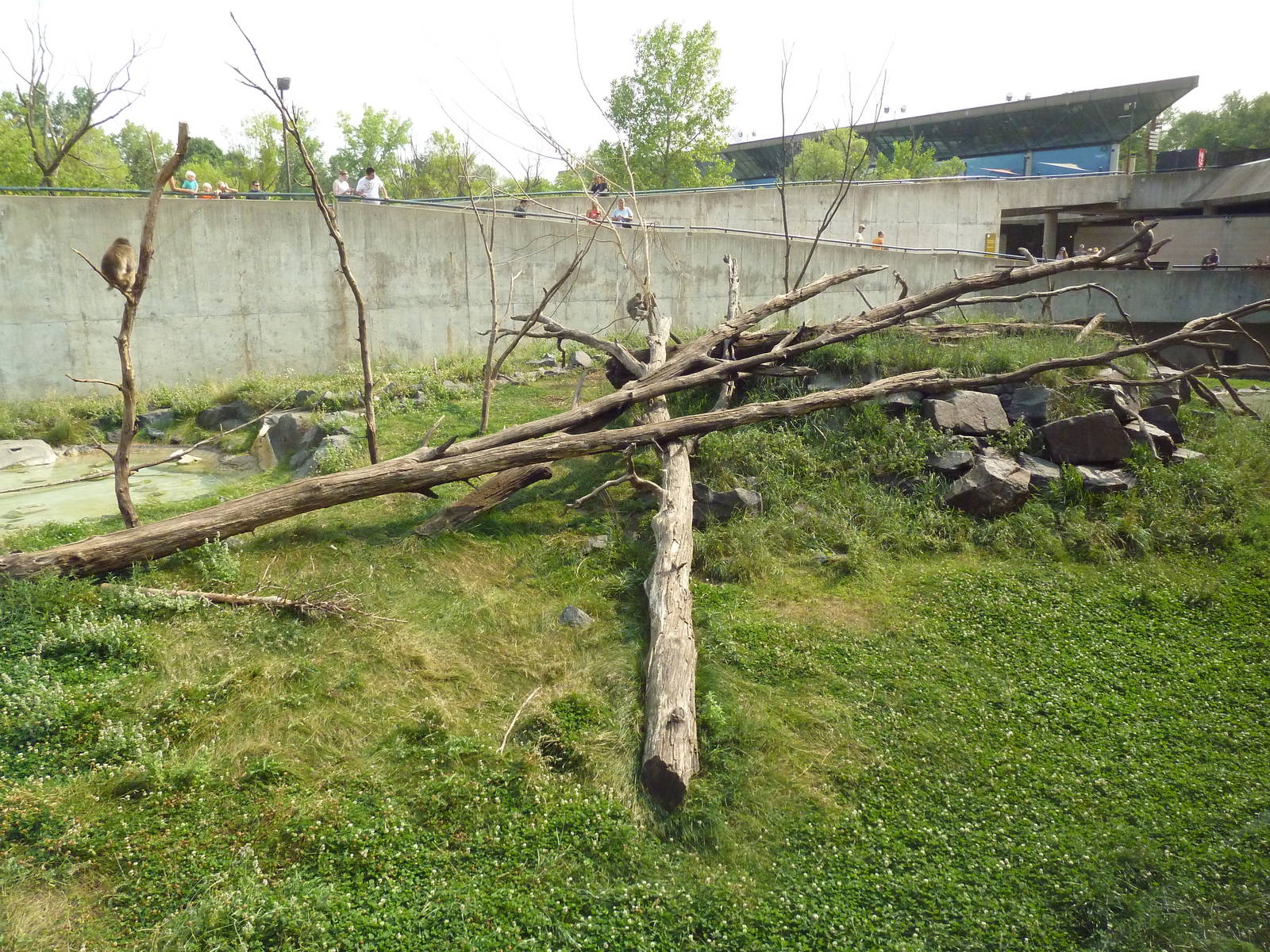 Japanese Macaque Exhibit