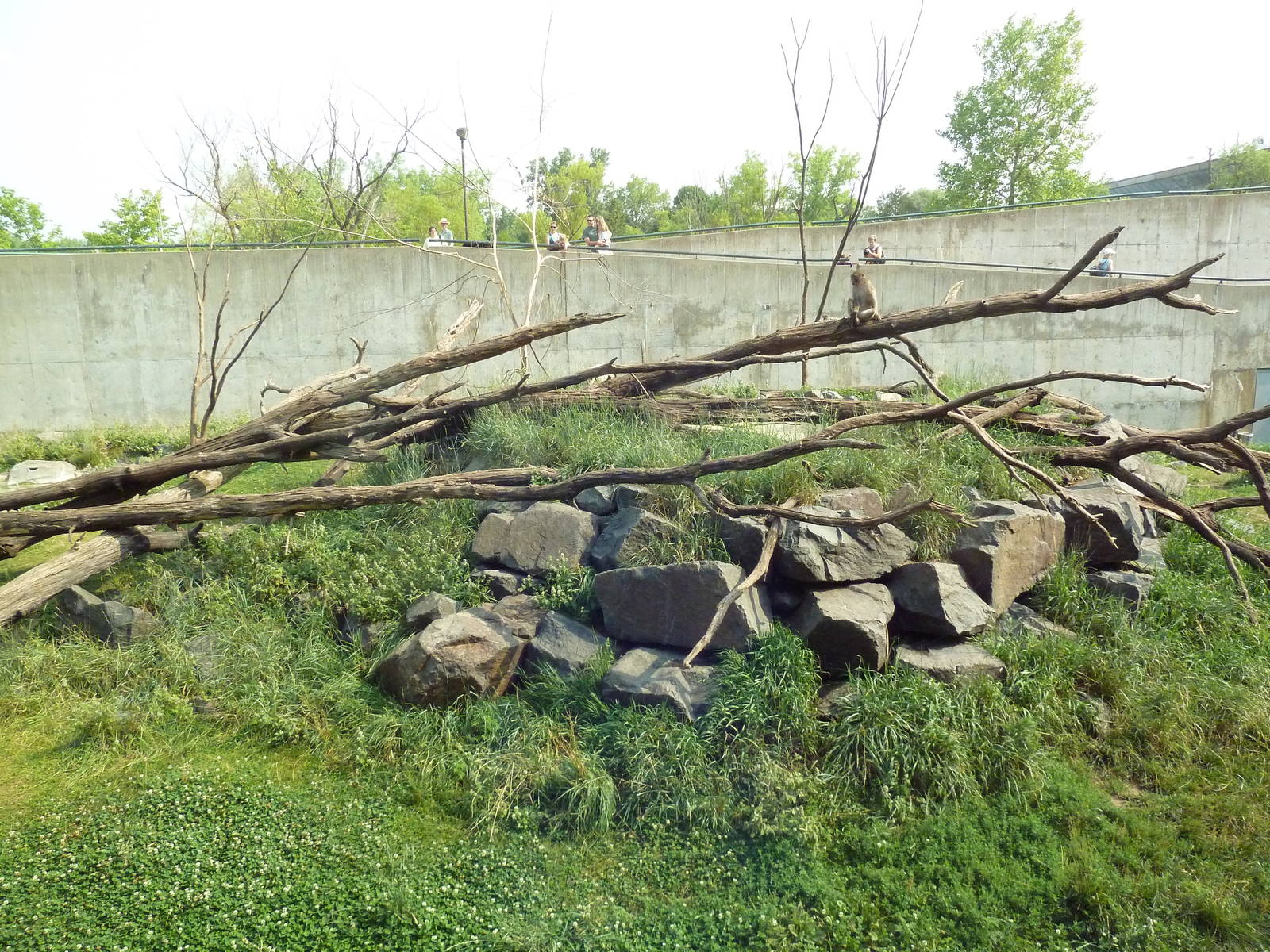 Japanese Macaque Exhibit