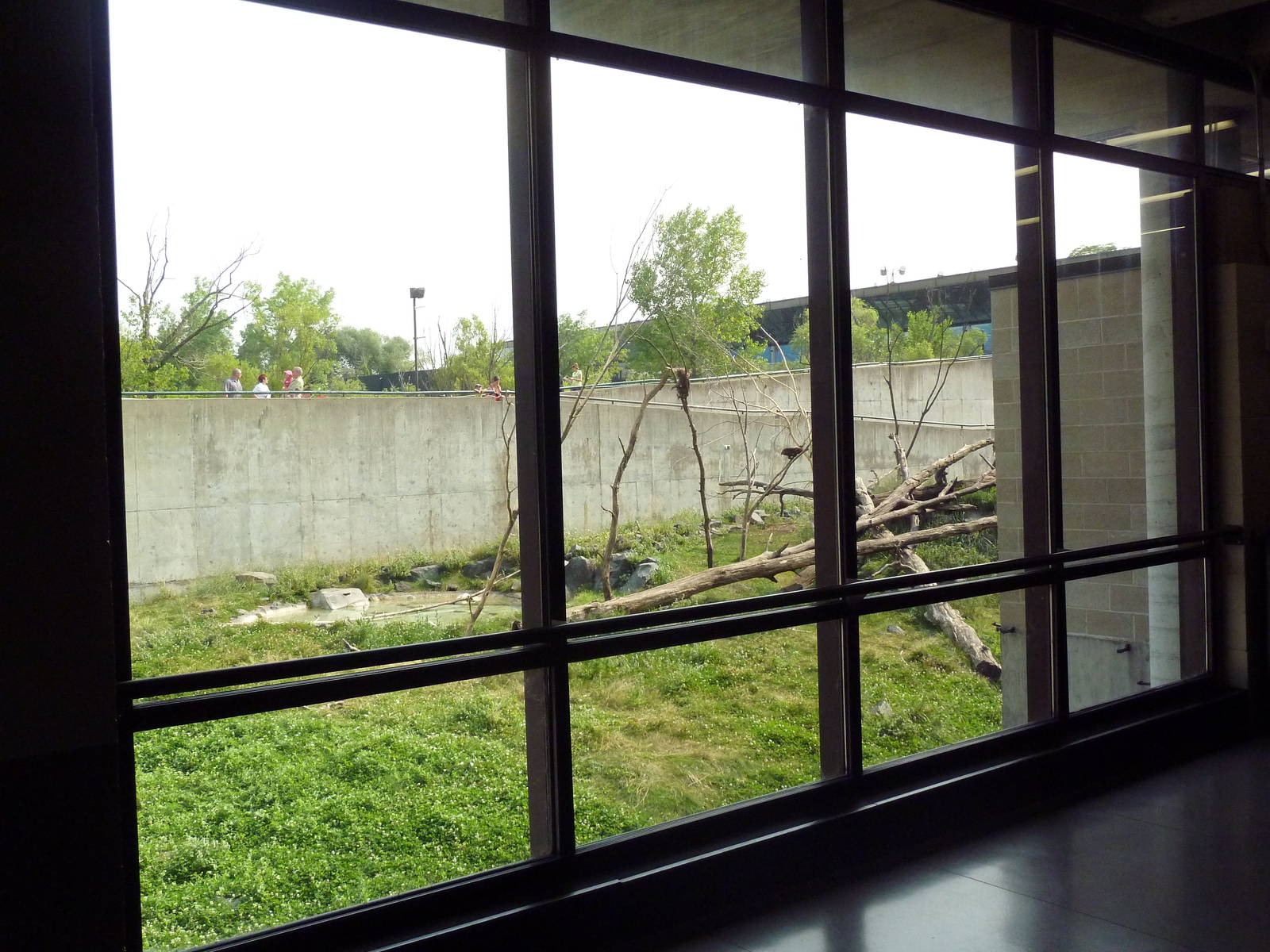 Japanese Macaque Exhibit
