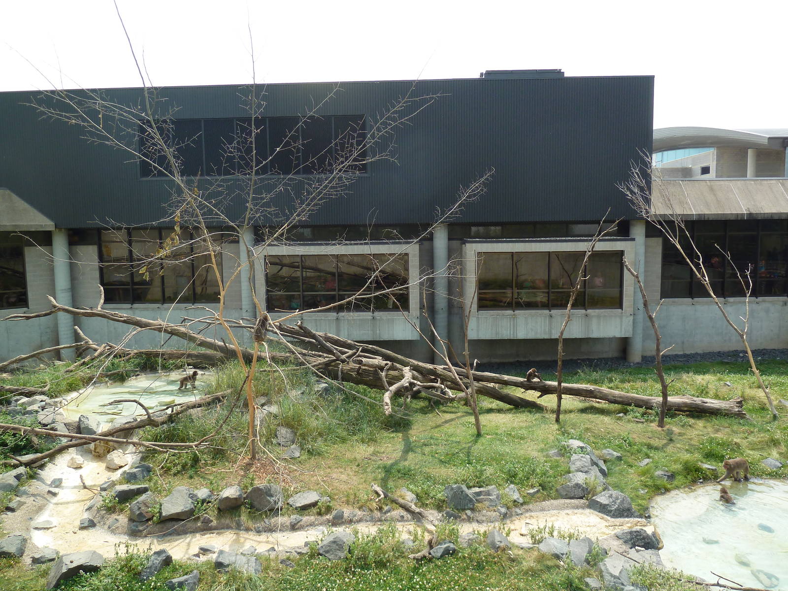 Japanese Macaque Exhibit