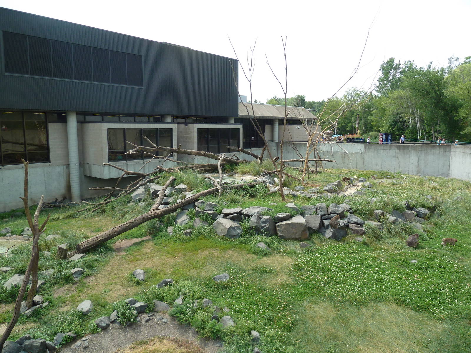 Japanese Macaque Exhibit