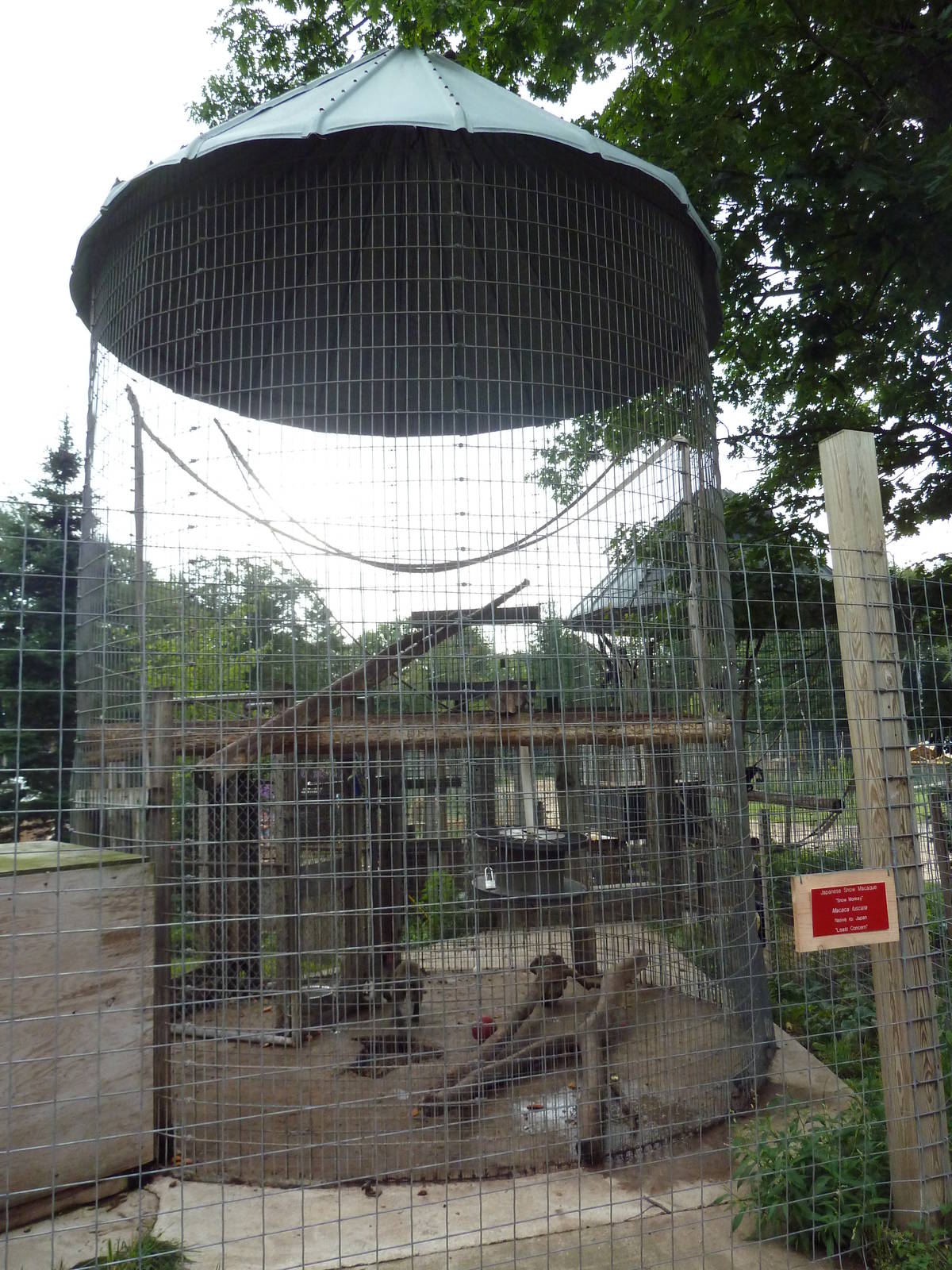 Japanese Macaque Exhibit