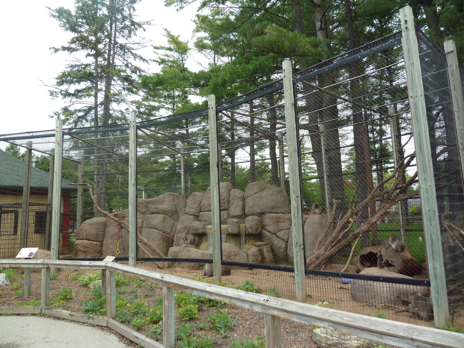 Japanese Macaque Exhibit
