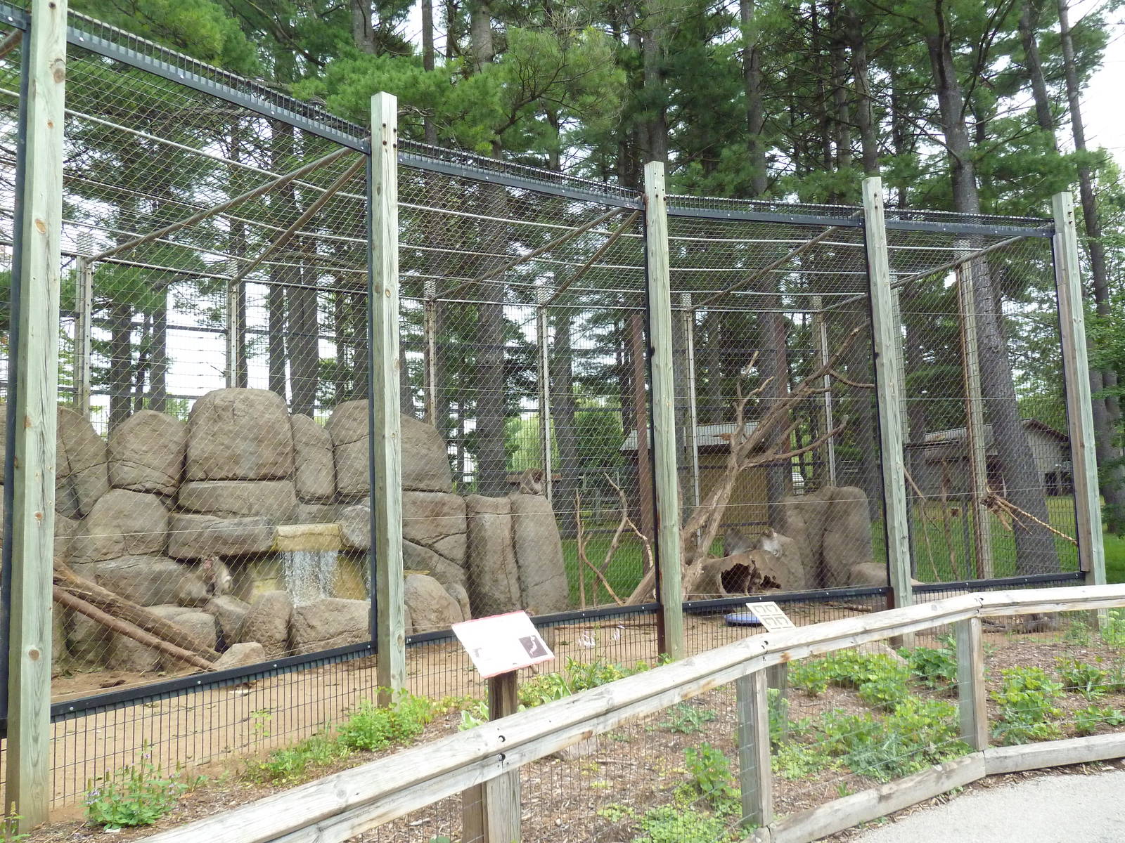Japanese Macaque Exhibit