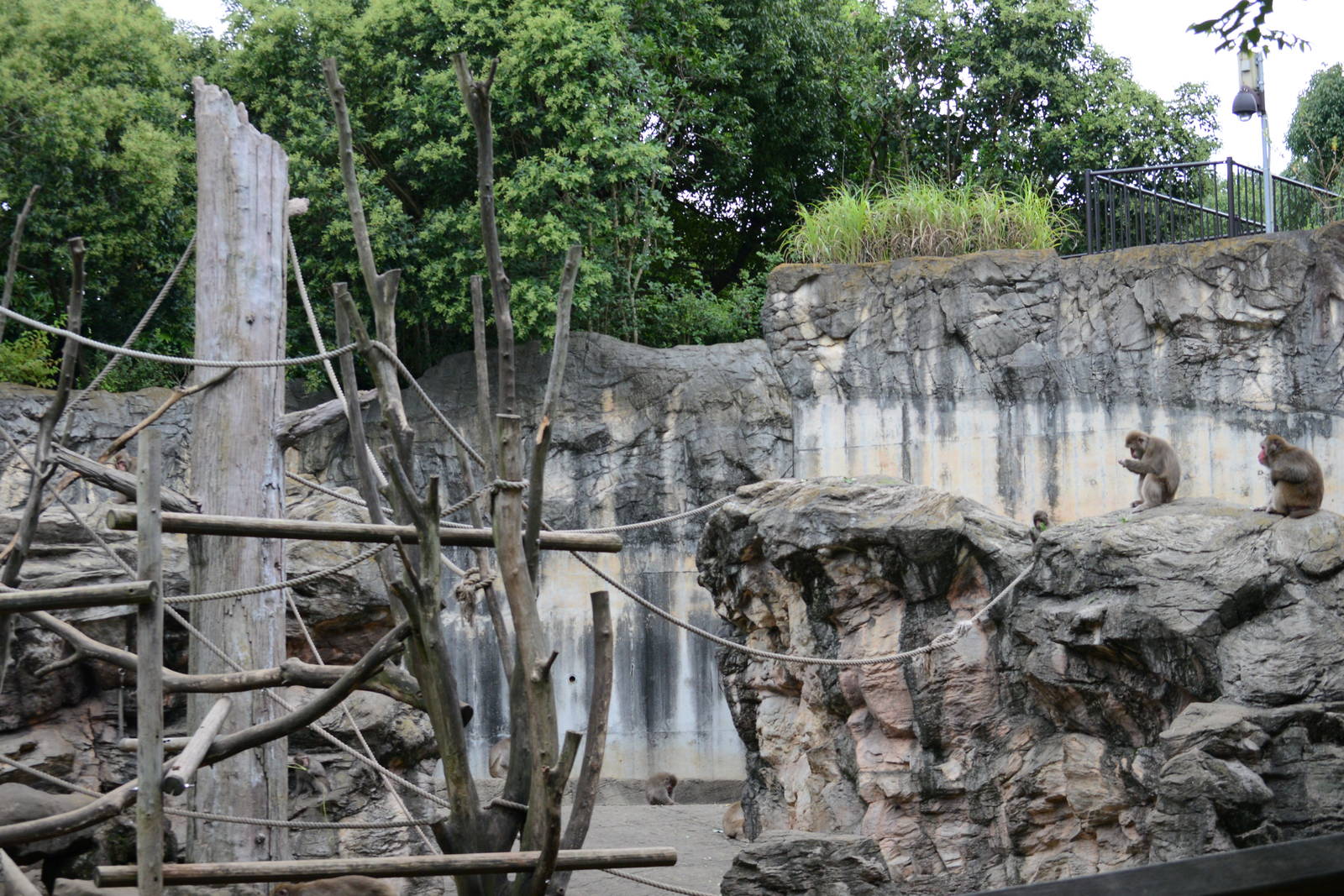 Japanese macaque exhibit
