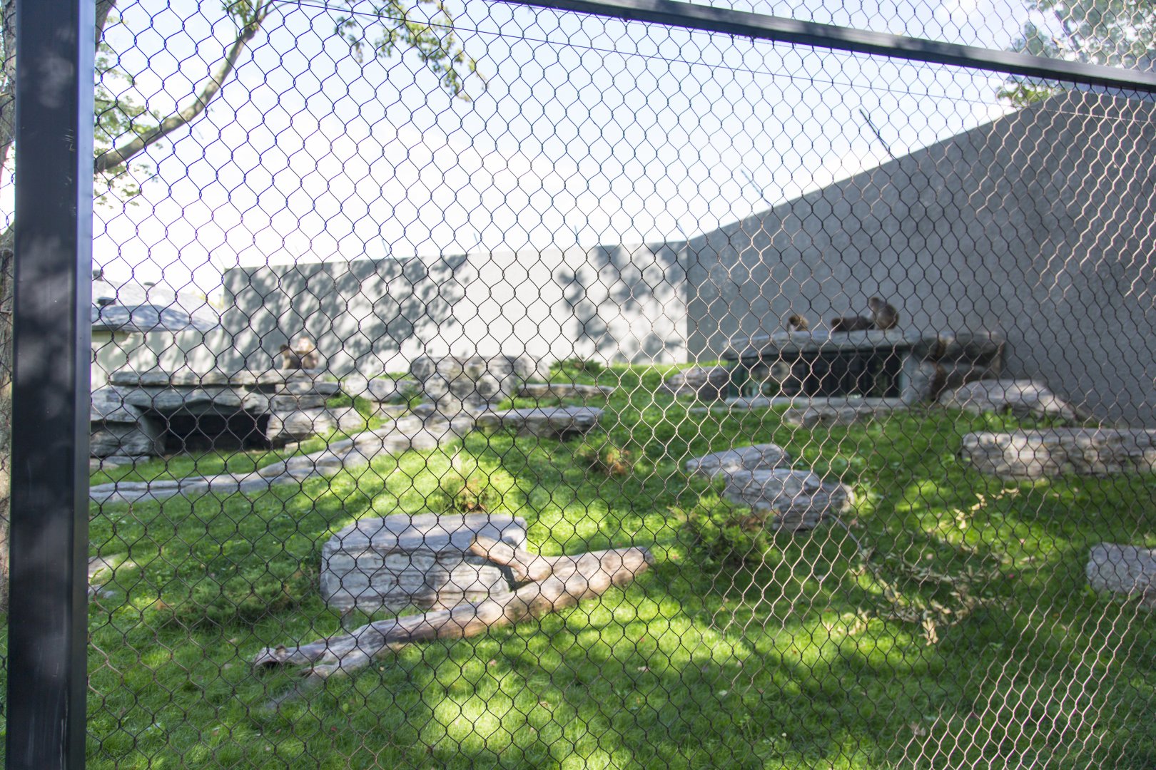 Japanese Macaque Exhibit