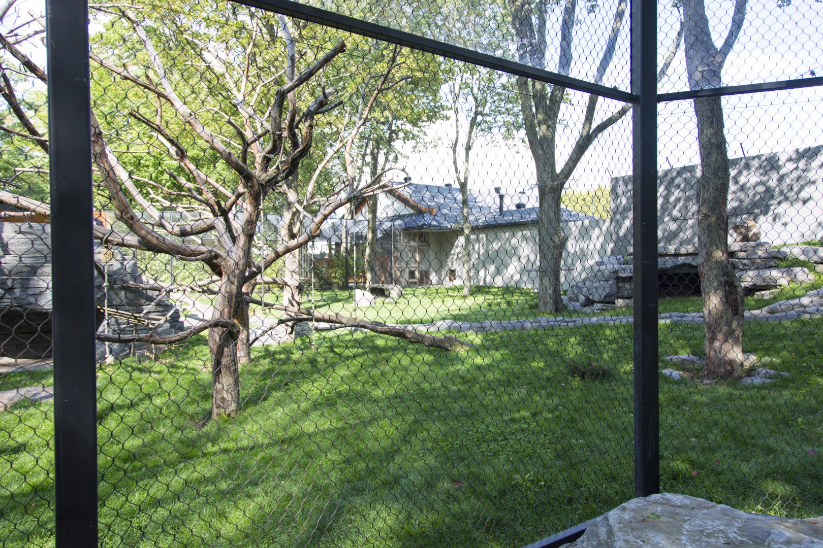 Japanese Macaque Exhibit