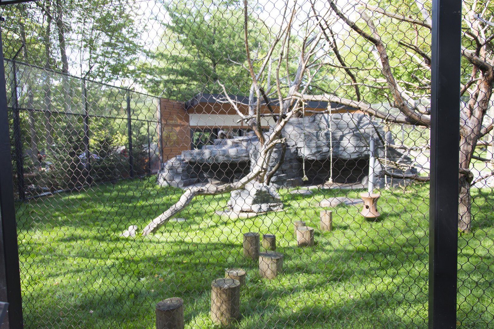 Japanese Macaque Exhibit