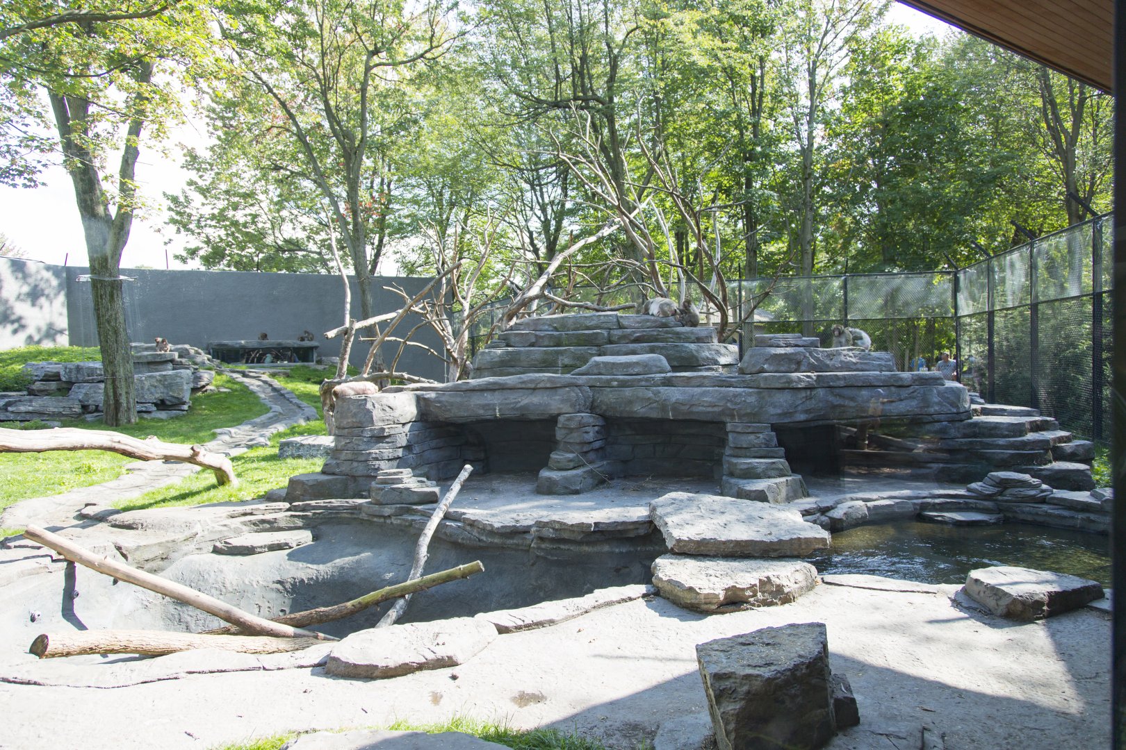 Japanese Macaque Exhibit