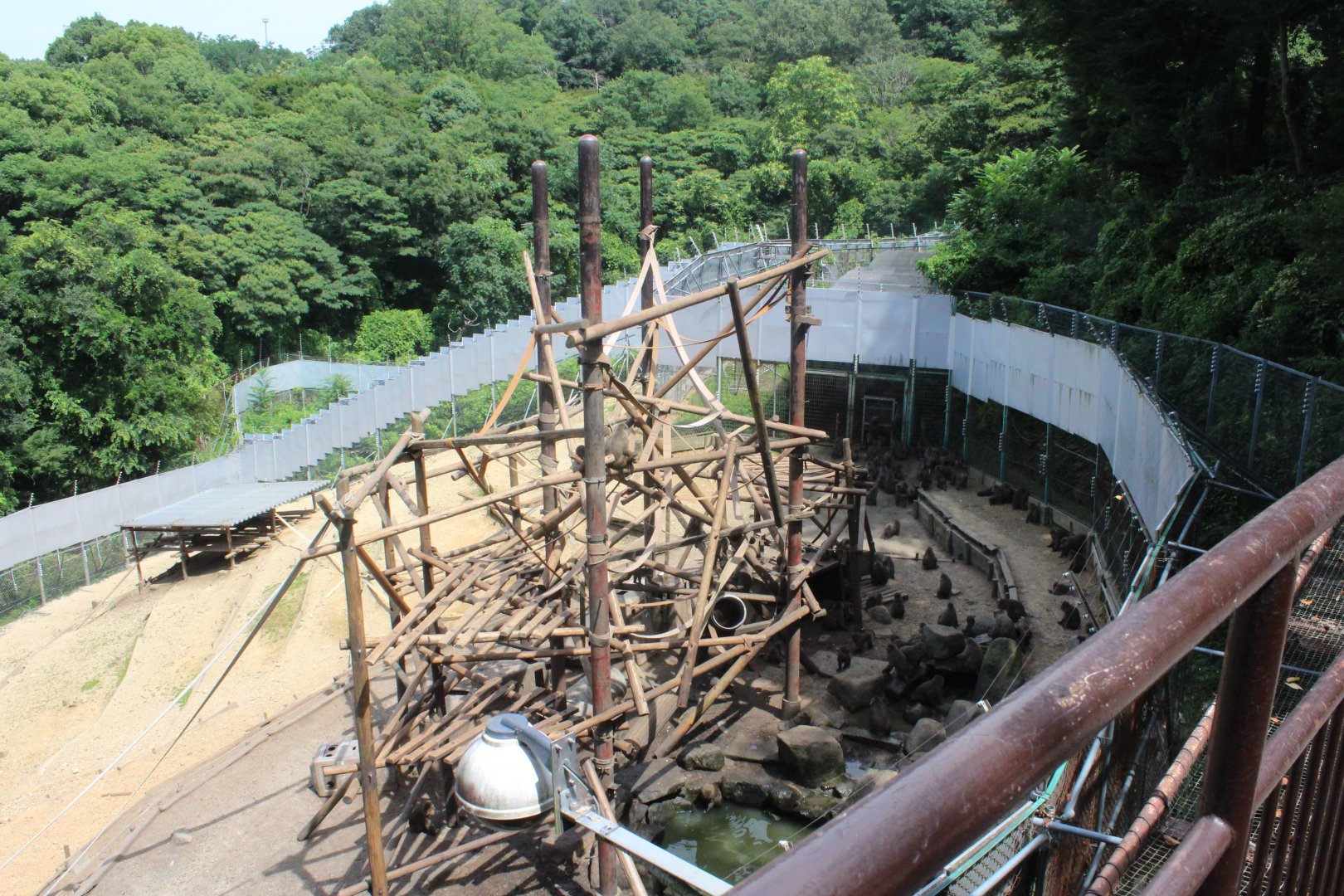 Japanese macaque exhibit