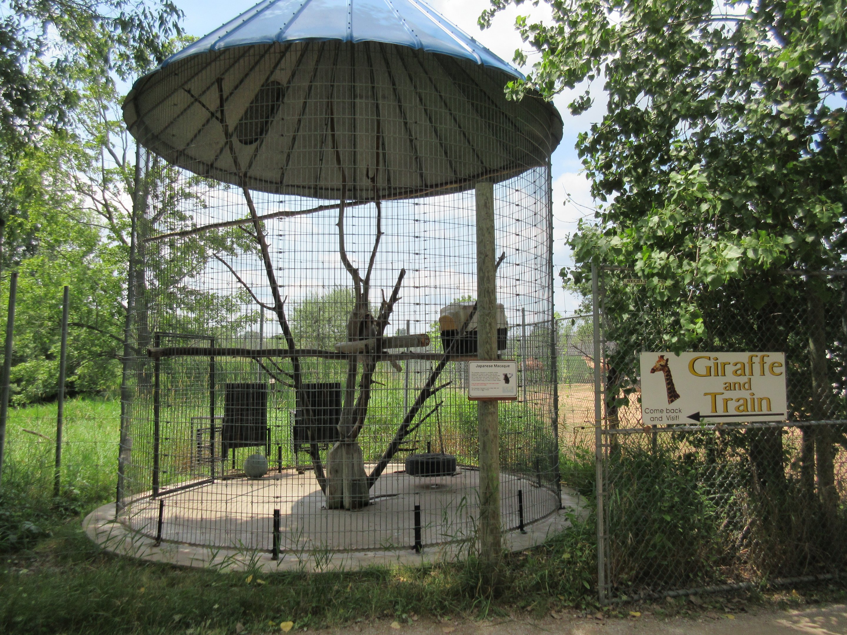 Japanese Macaque Exhibit