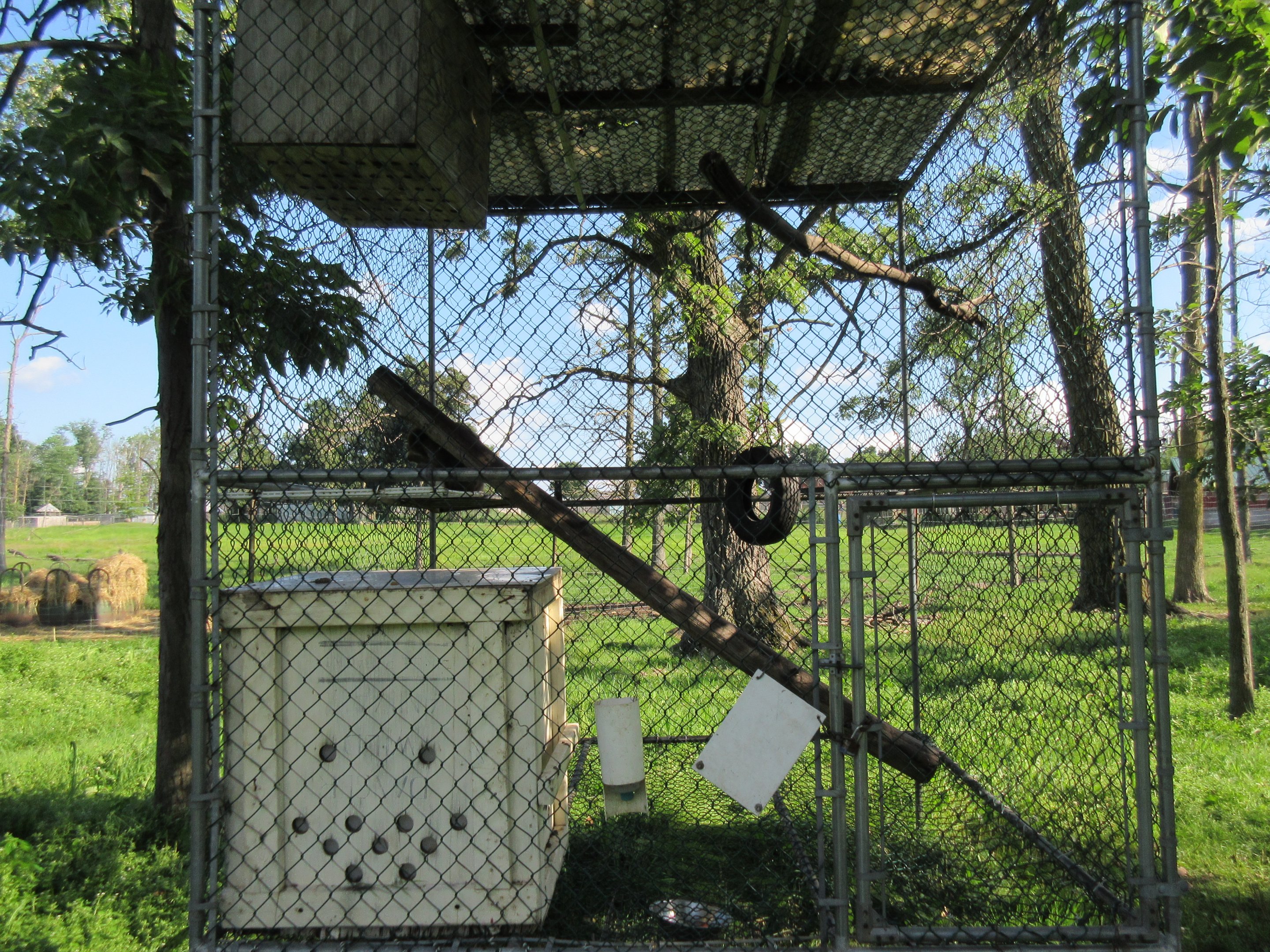 Japanese Macaque Exhibit