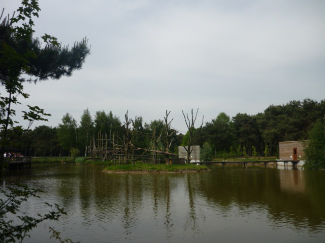 Japanese Macaque exhibit