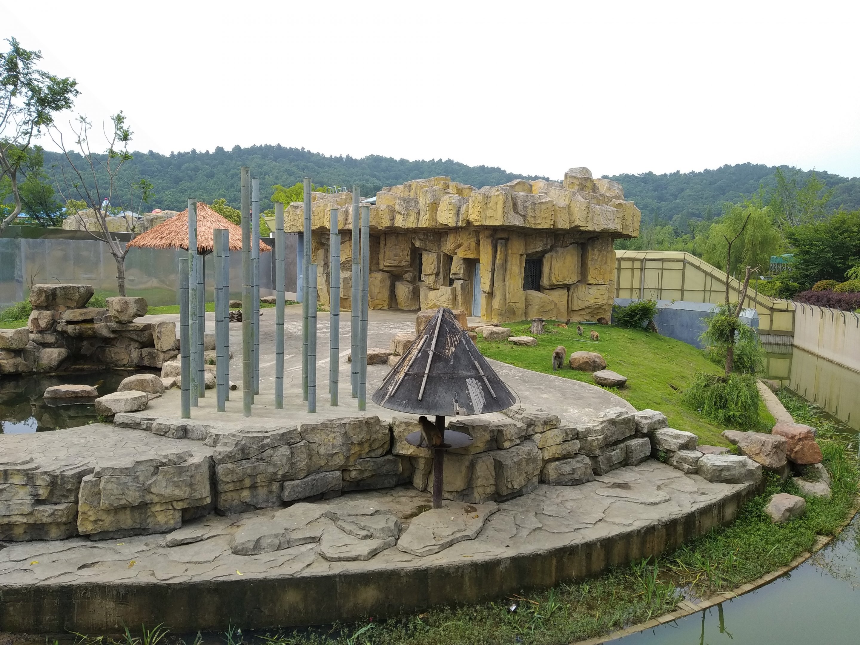 Japanese Macaque Exhibit