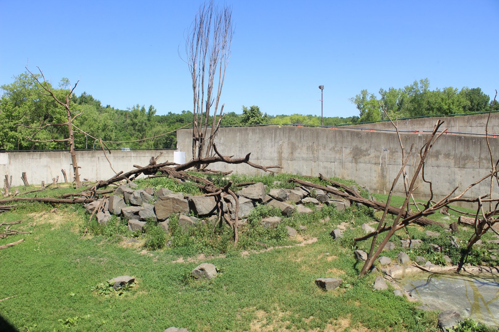 Japanese Macaque Exhibit