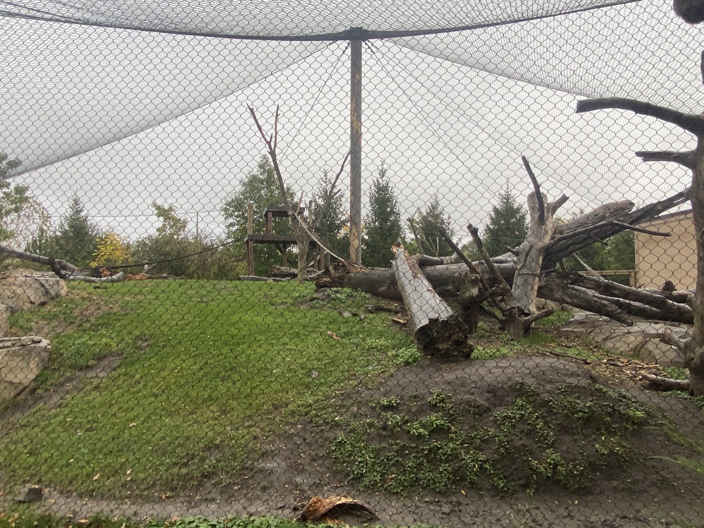 Japanese Macaque Exhibit