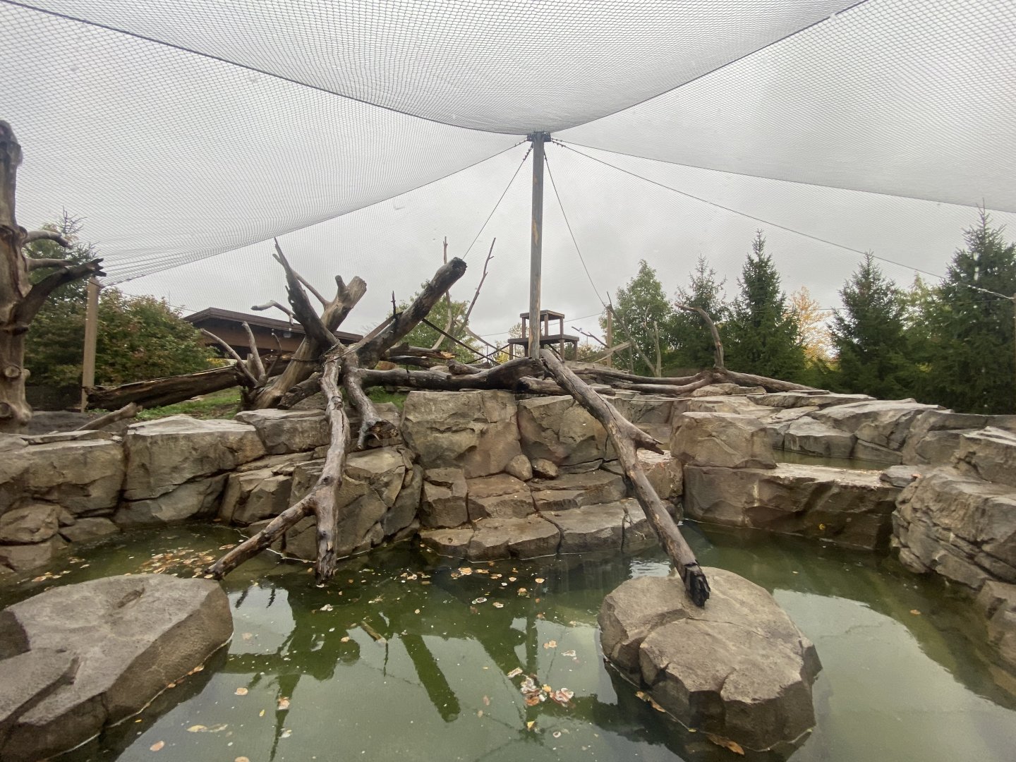 Japanese Macaque Exhibit