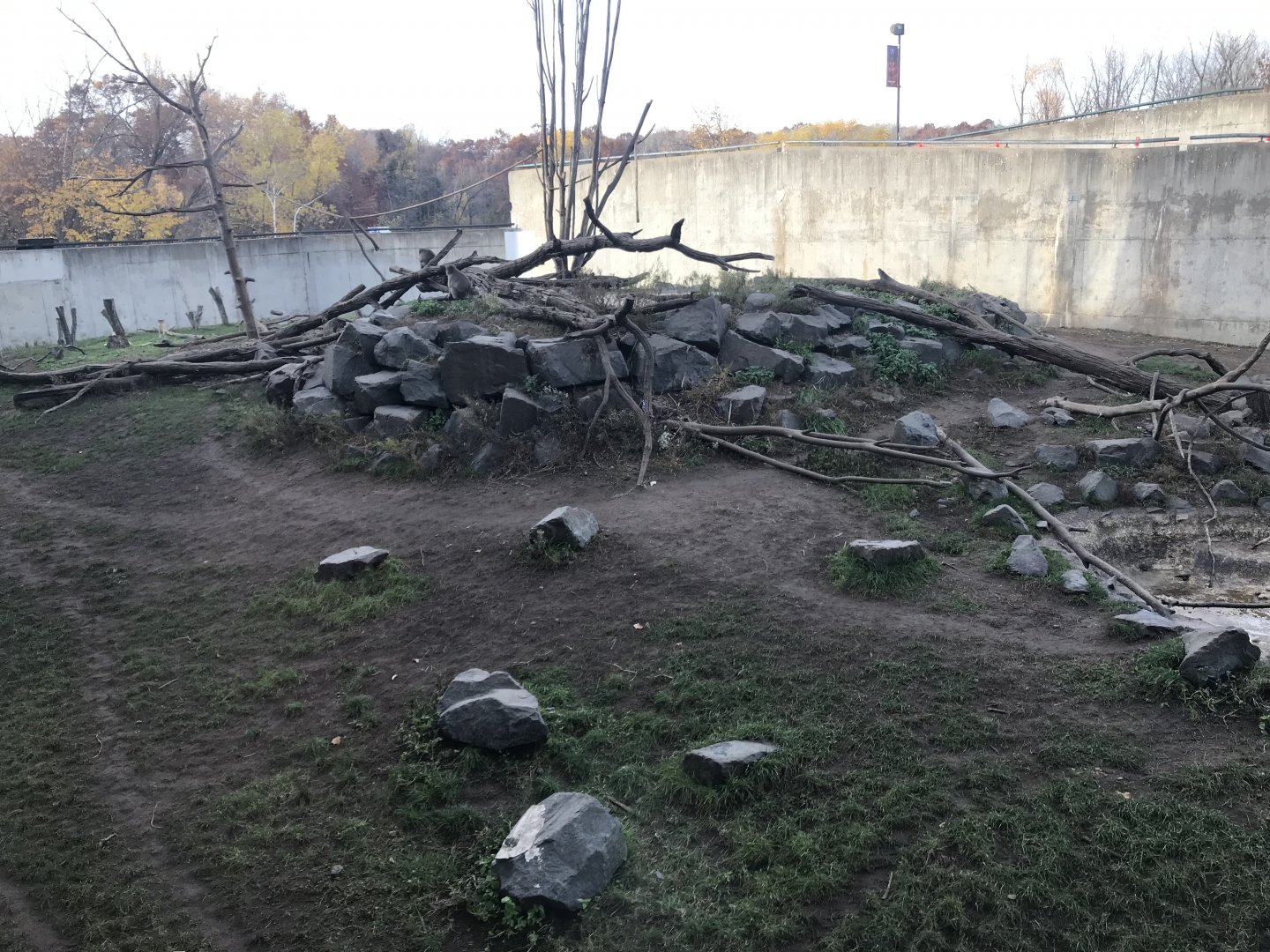 Japanese Macaque Exhibit