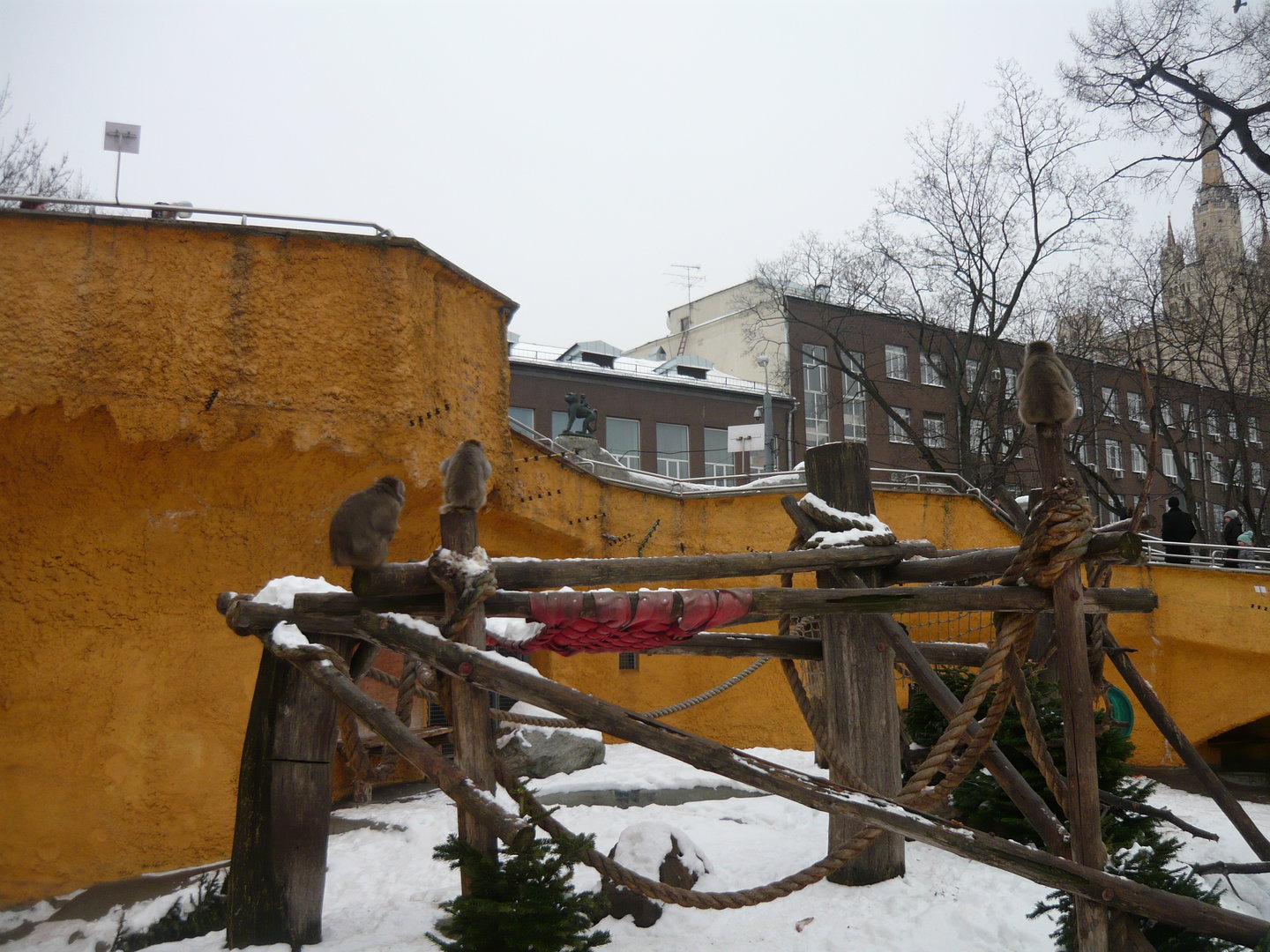 Japanese macaque exhibit