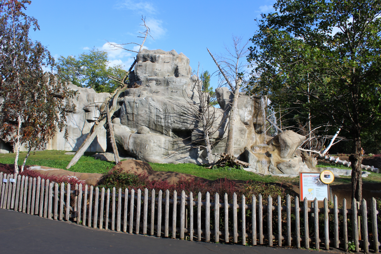 Japanese Macaque Exhibit