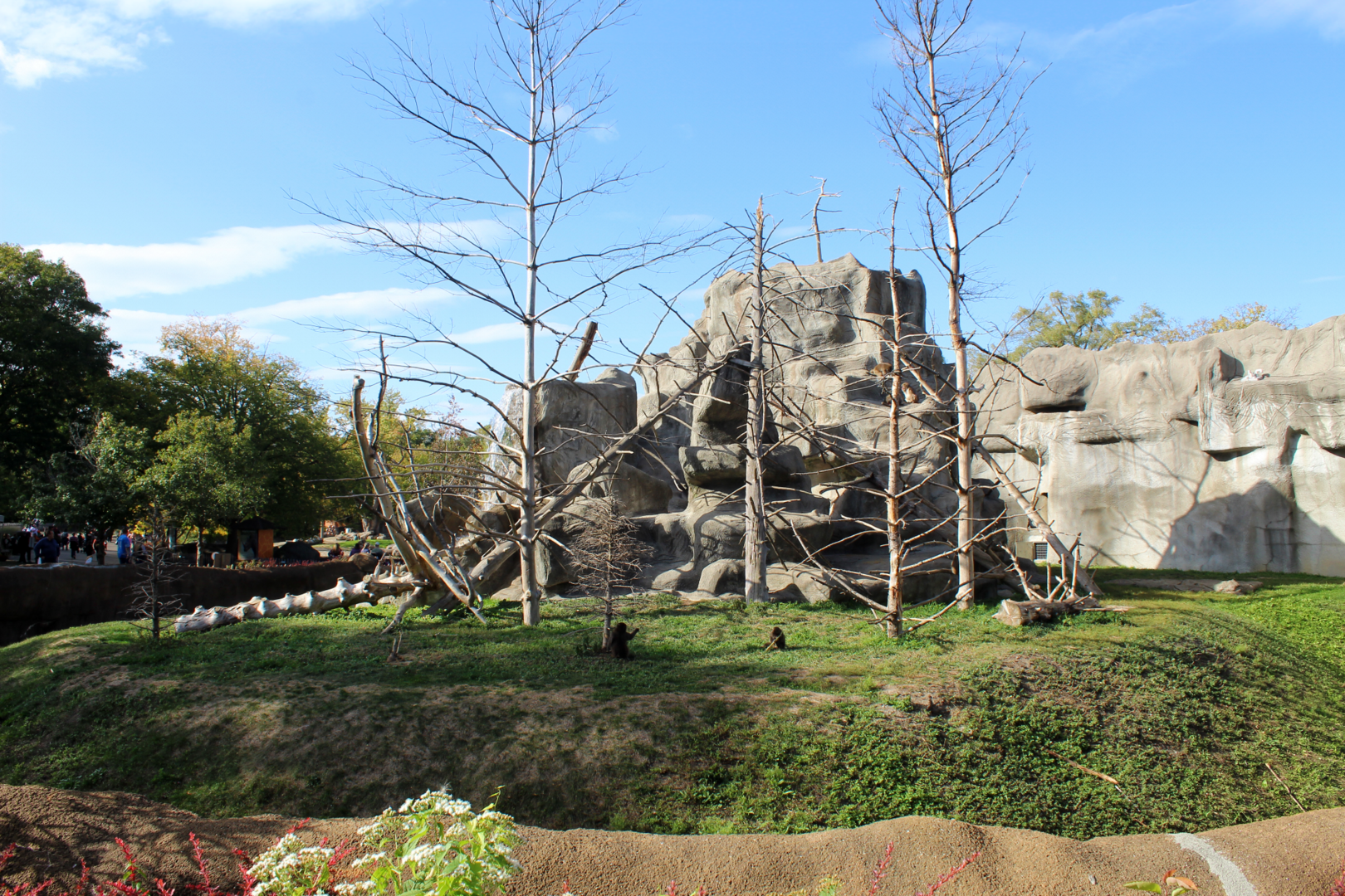 Japanese Macaque Exhibit